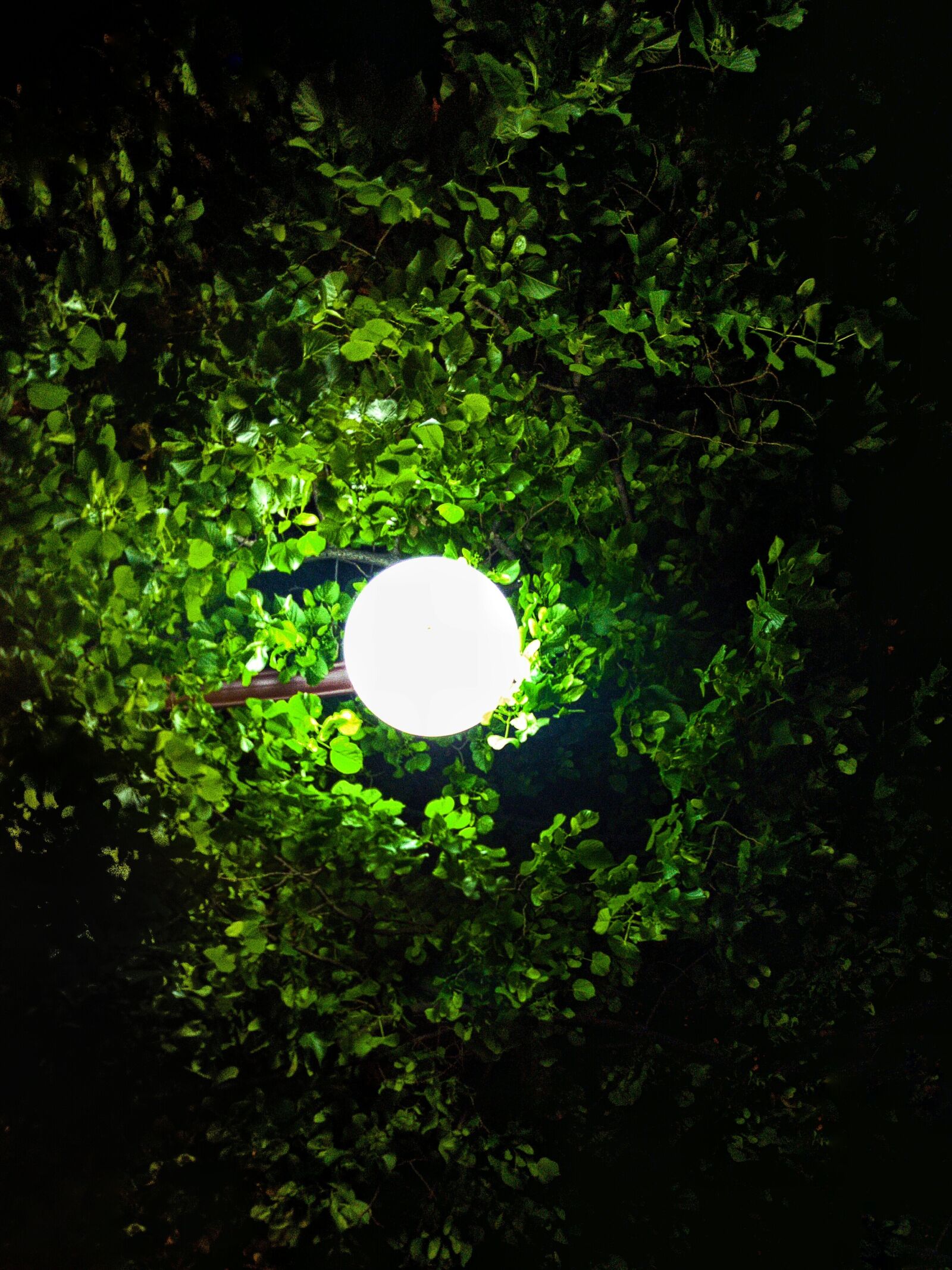 Samsung Galaxy S6 sample photo. Lights, tree, wooden background photography