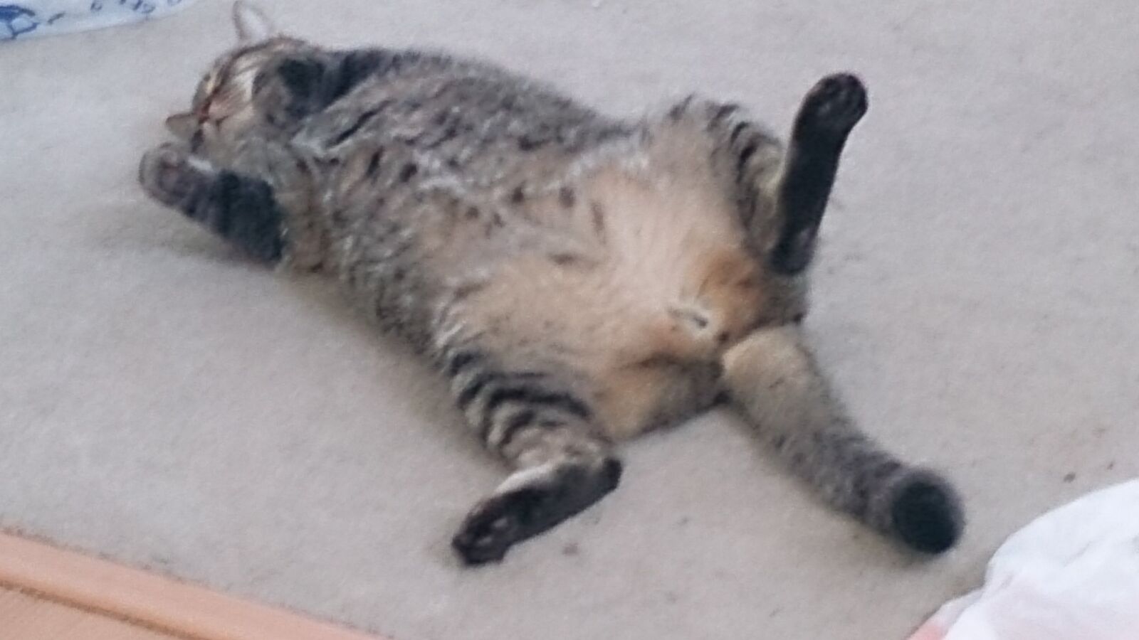 Sony Xperia Z sample photo. Cat, gray, gray, tabby photography