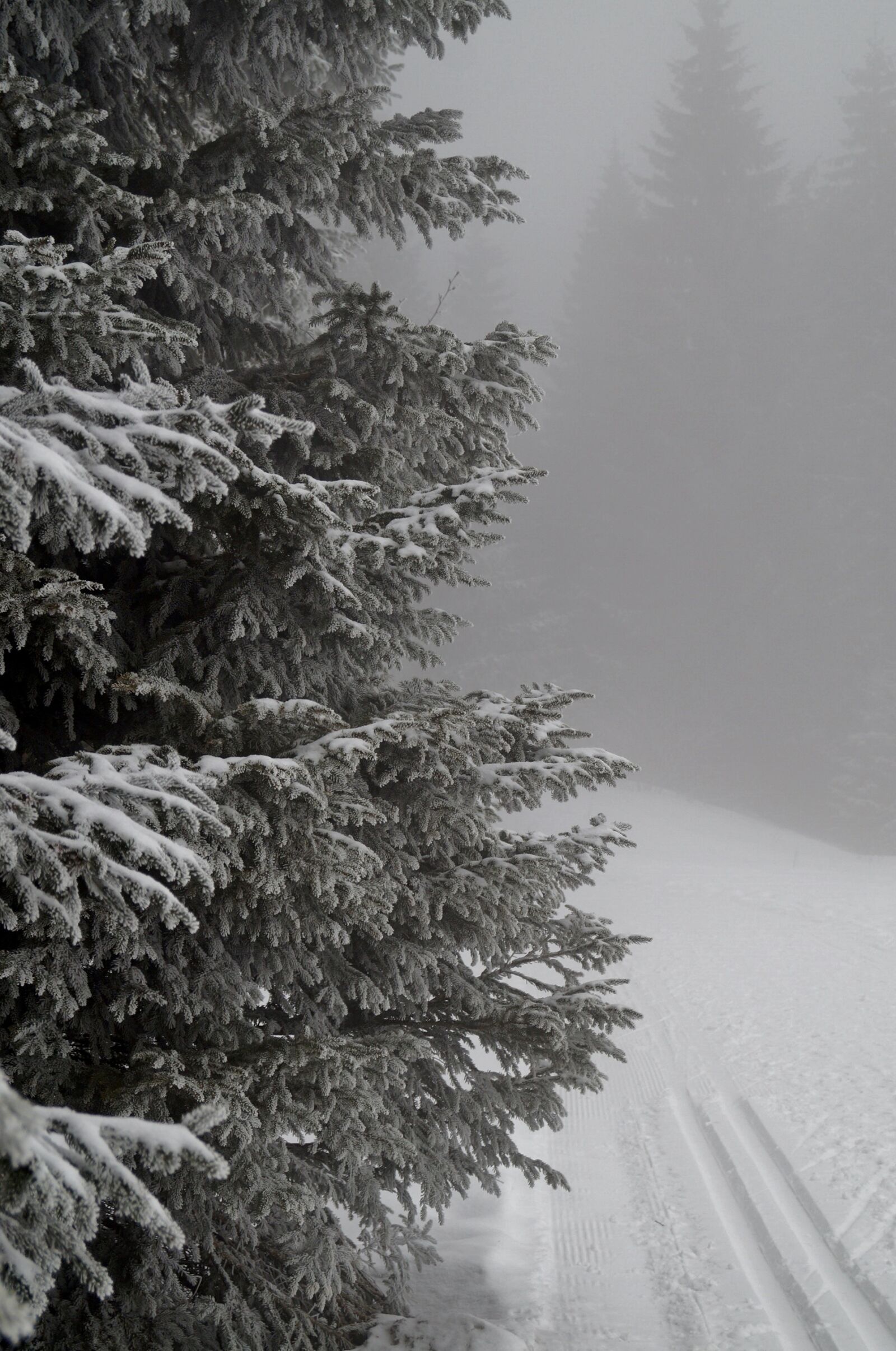 Sony DT 18-55mm F3.5-5.6 SAM II sample photo. Winter, fog, branches photography