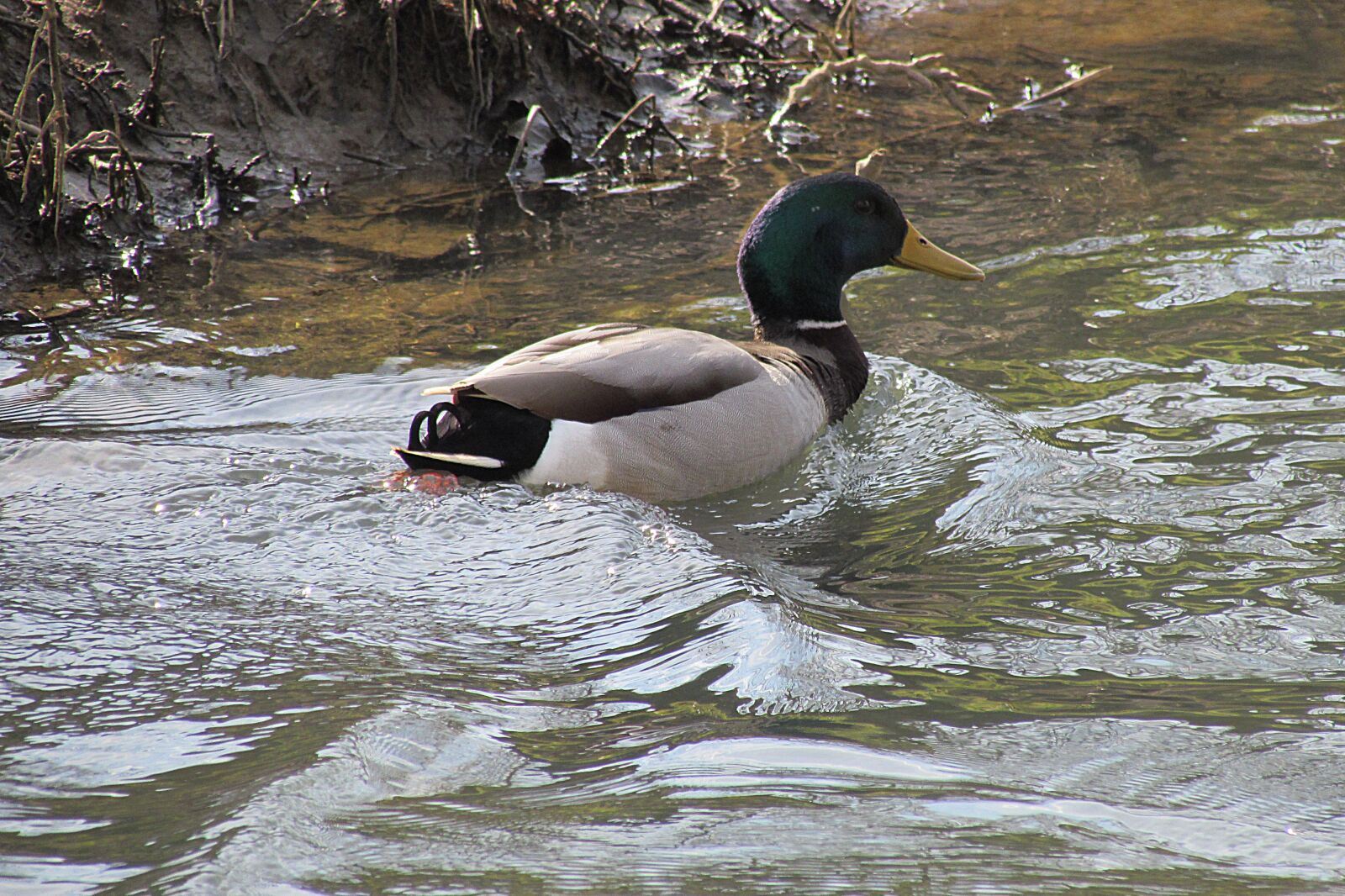 Canon PowerShot SX510 HS sample photo. Duck, mallard, water bird photography