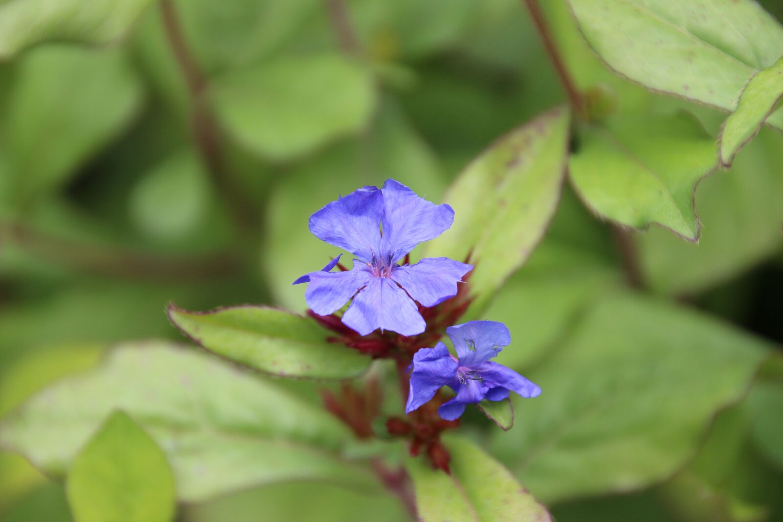 Canon EOS 700D (EOS Rebel T5i / EOS Kiss X7i) sample photo. Stone crop, blossom, bloom photography