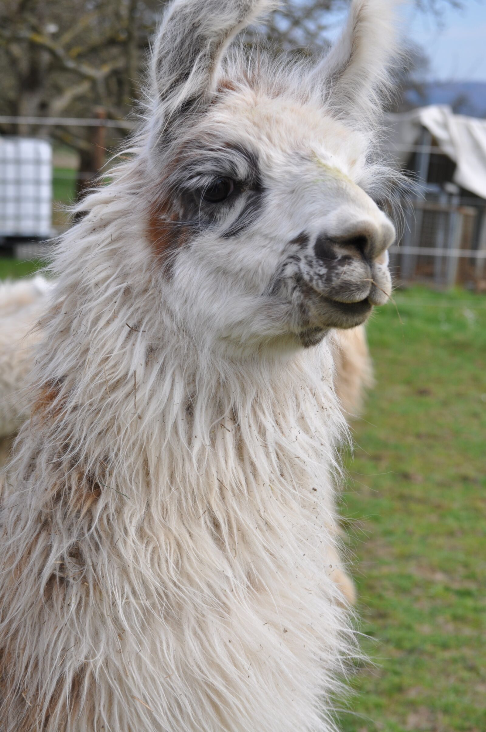 Nikon D5000 sample photo. Lama, alpaca, hairy photography