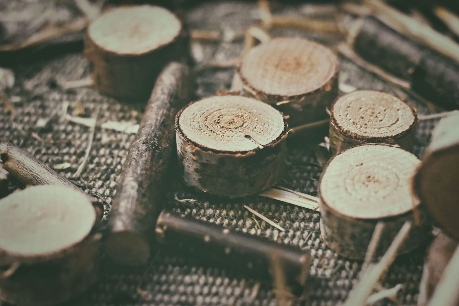 Nikon D7200 sample photo. Wood slices, birch, birch photography