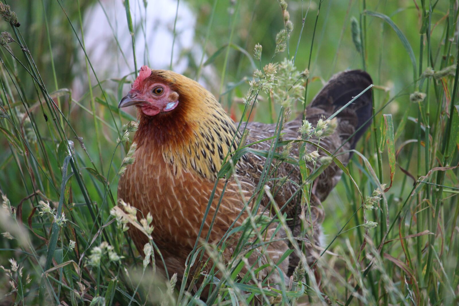 Canon EOS 700D (EOS Rebel T5i / EOS Kiss X7i) + Canon EF-S 55-250mm F4-5.6 IS STM sample photo. Hen, grass, free-range photography