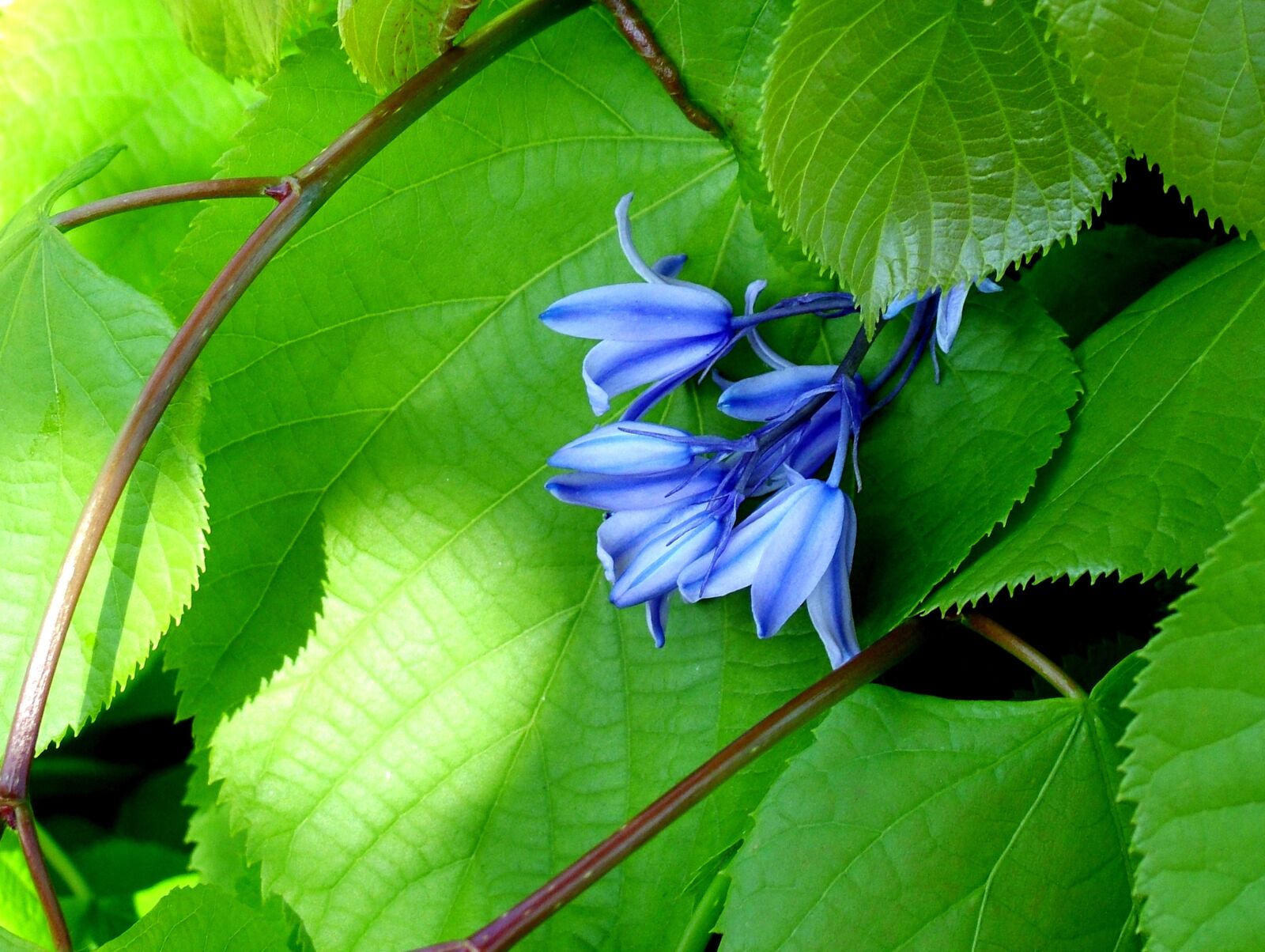 Fujifilm FinePix S7000 sample photo. Bluebell, flower, blue photography