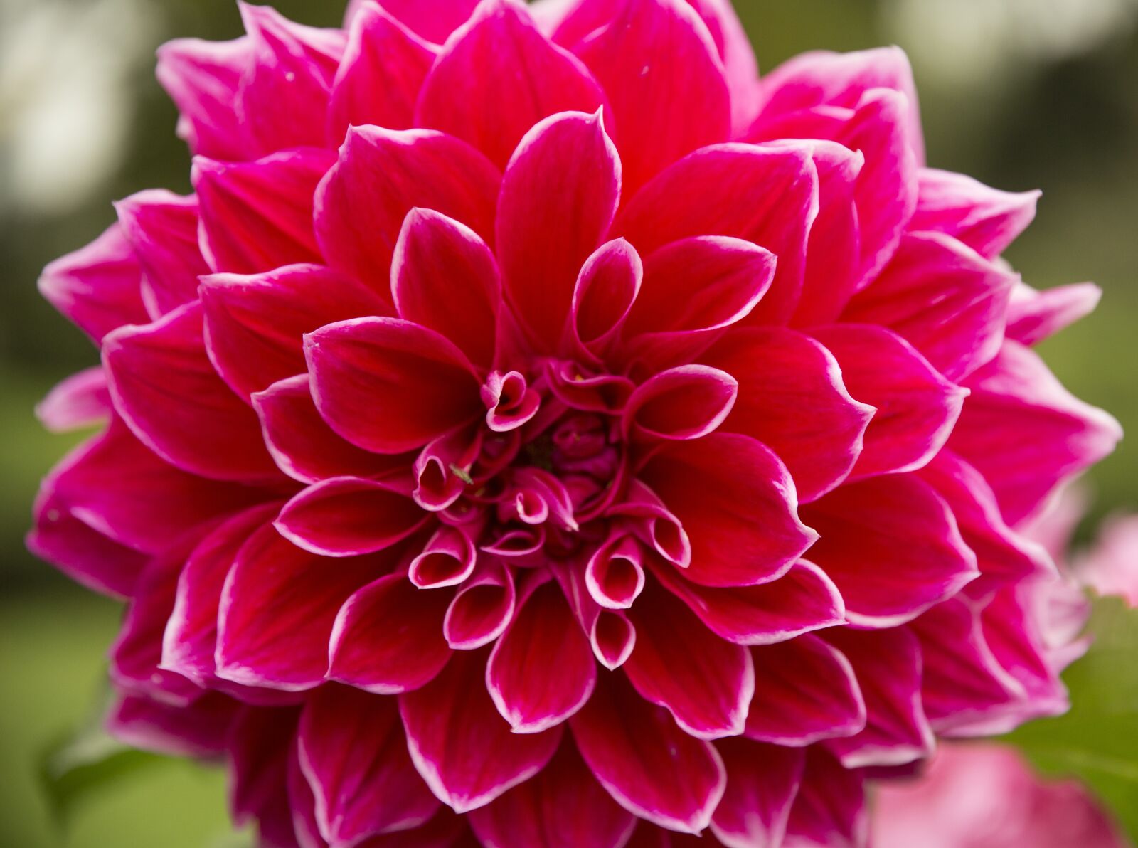 Canon EOS 5D Mark III sample photo. Flower, red flower, plant photography