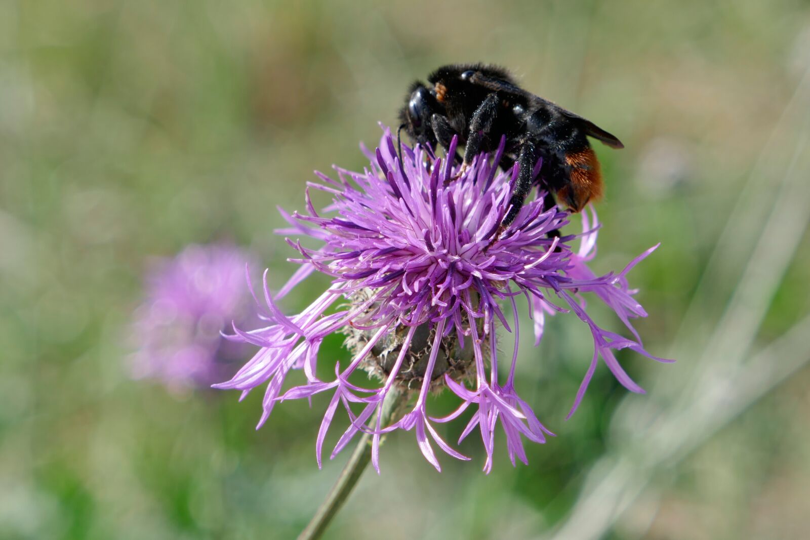 Panasonic DMC-TZ101 sample photo. Flower, bee, insect photography