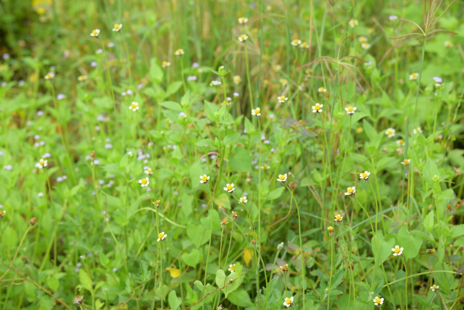 Nikon D750 sample photo. Wildflowers, green, wallpaper photography