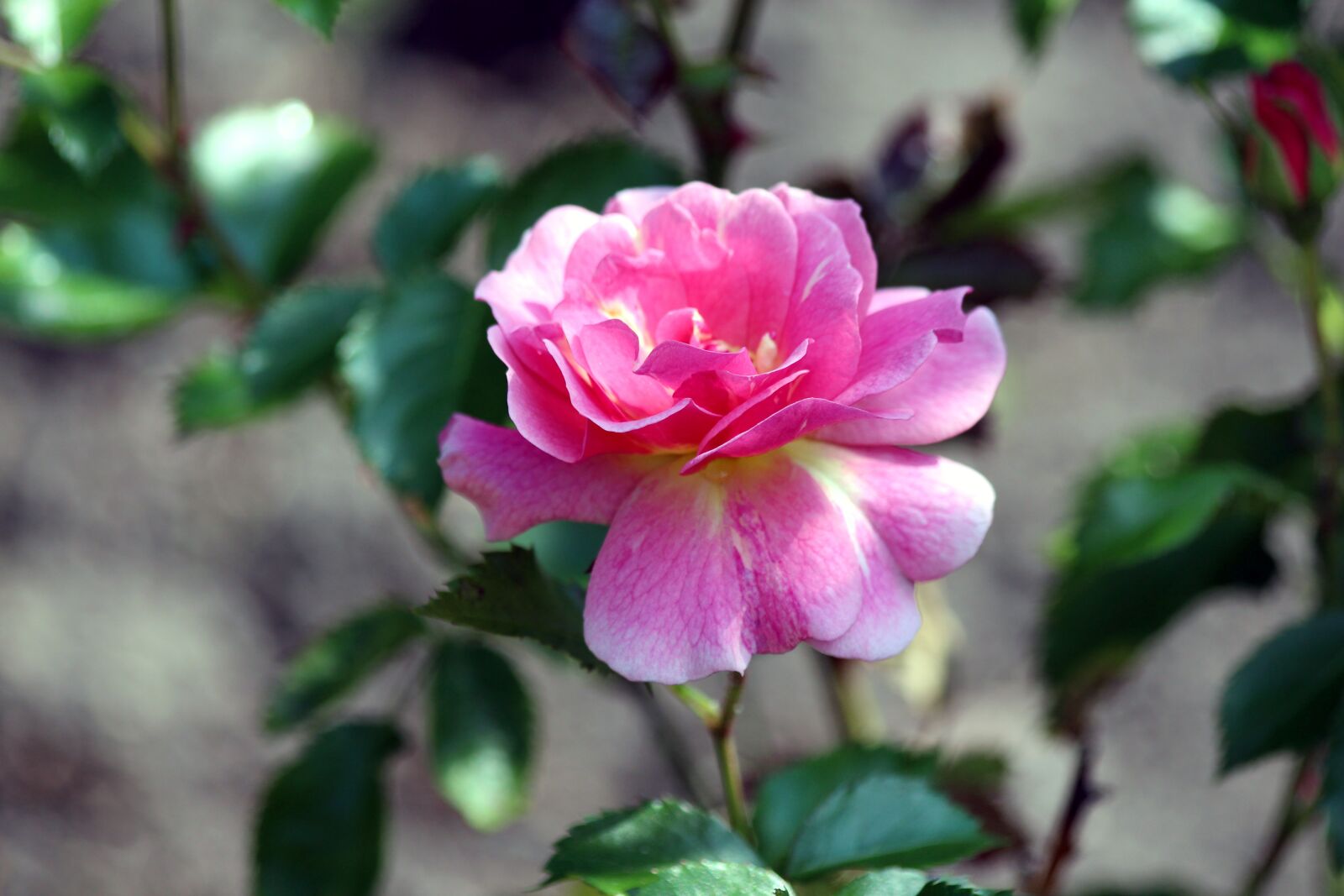 Canon EOS 650D (EOS Rebel T4i / EOS Kiss X6i) sample photo. Rose, flower, pink rose photography