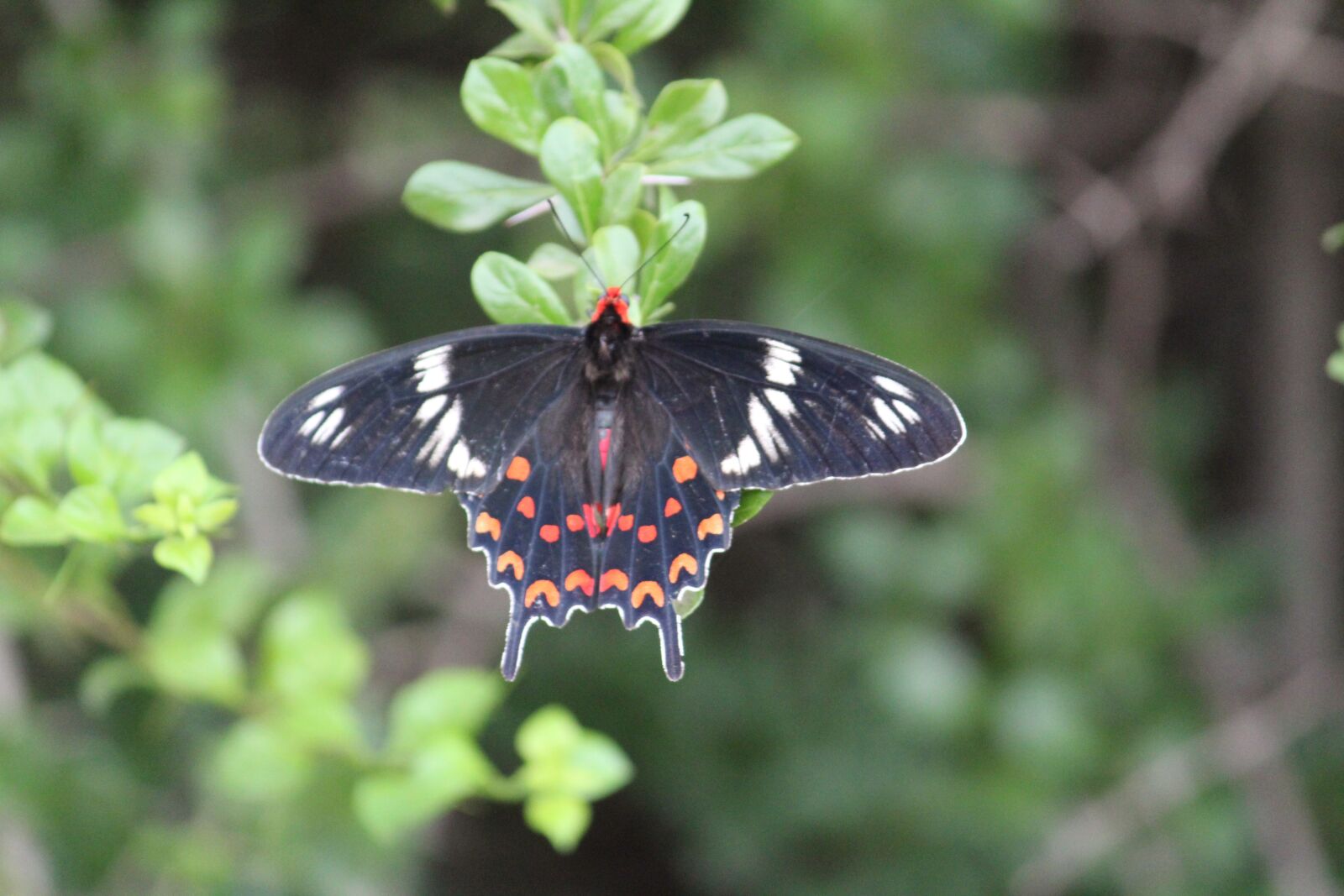 Canon EOS 1200D (EOS Rebel T5 / EOS Kiss X70 / EOS Hi) sample photo. Butterfly, garden, nature photography