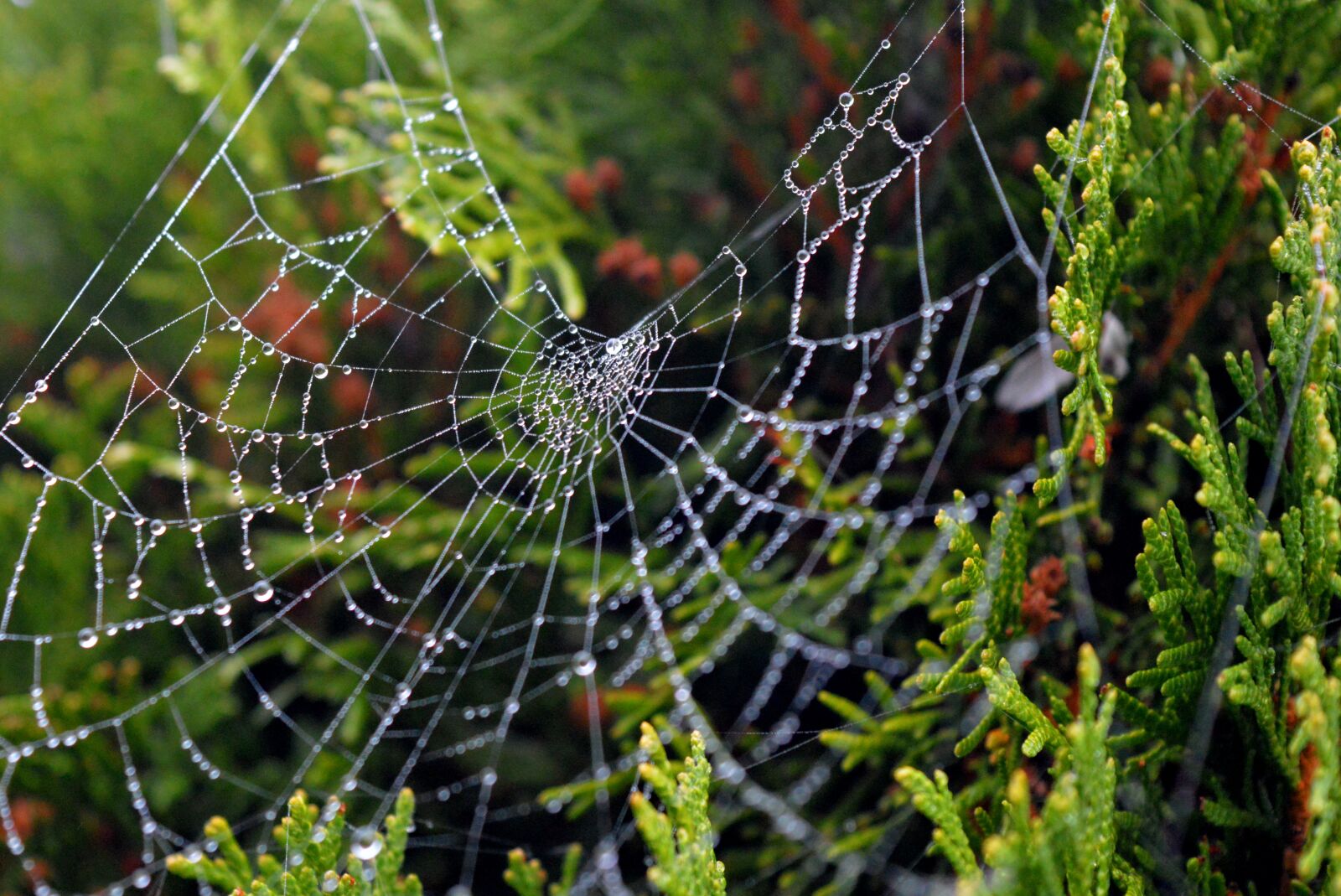 Nikon D3200 sample photo. Cobweb, drop of water photography