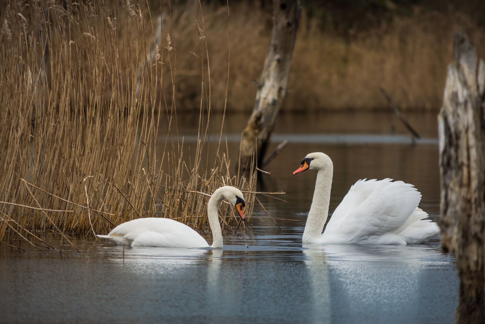 Nikon D7200 sample photo. Waters, swan, lake photography