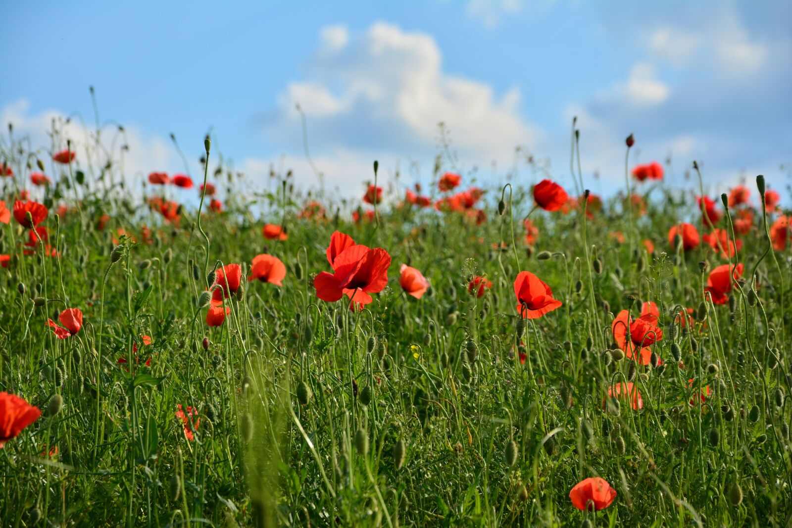 Nikon D5200 sample photo. Red poppy, klatschmohn, poppy photography
