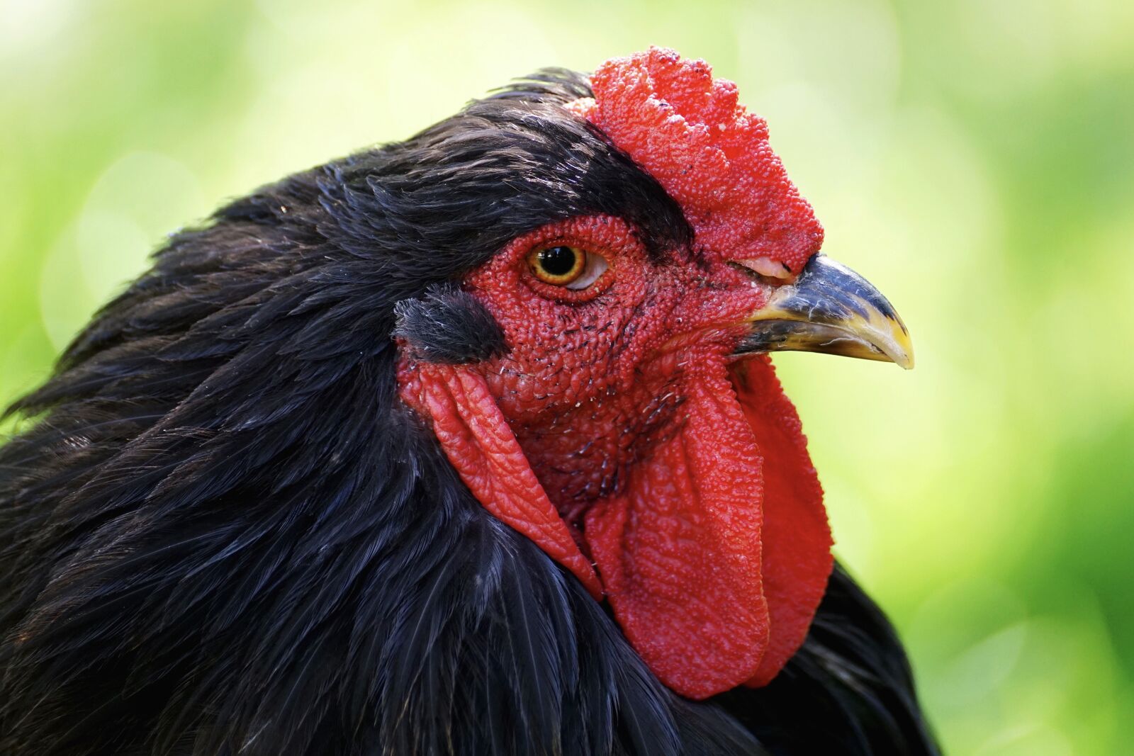 Sony DT 55-300mm F4.5-5.6 SAM sample photo. Chicken, bird, cockscomb photography