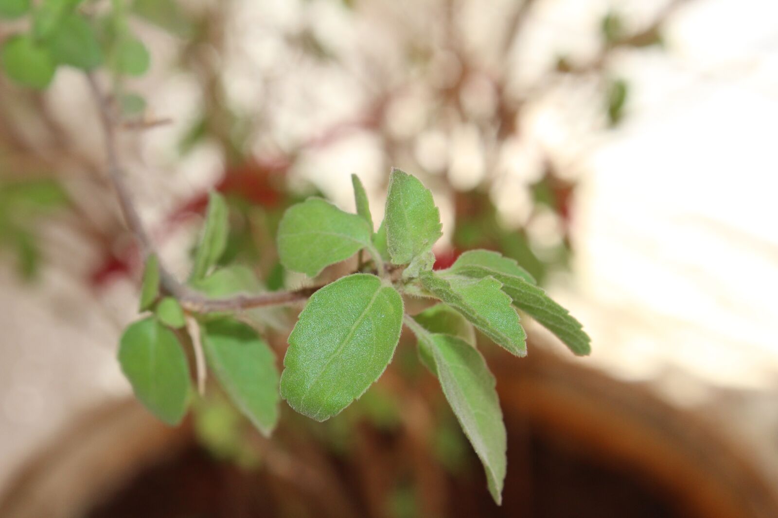 Canon EOS 1300D (EOS Rebel T6 / EOS Kiss X80) sample photo. Tulas, plant, nature photography