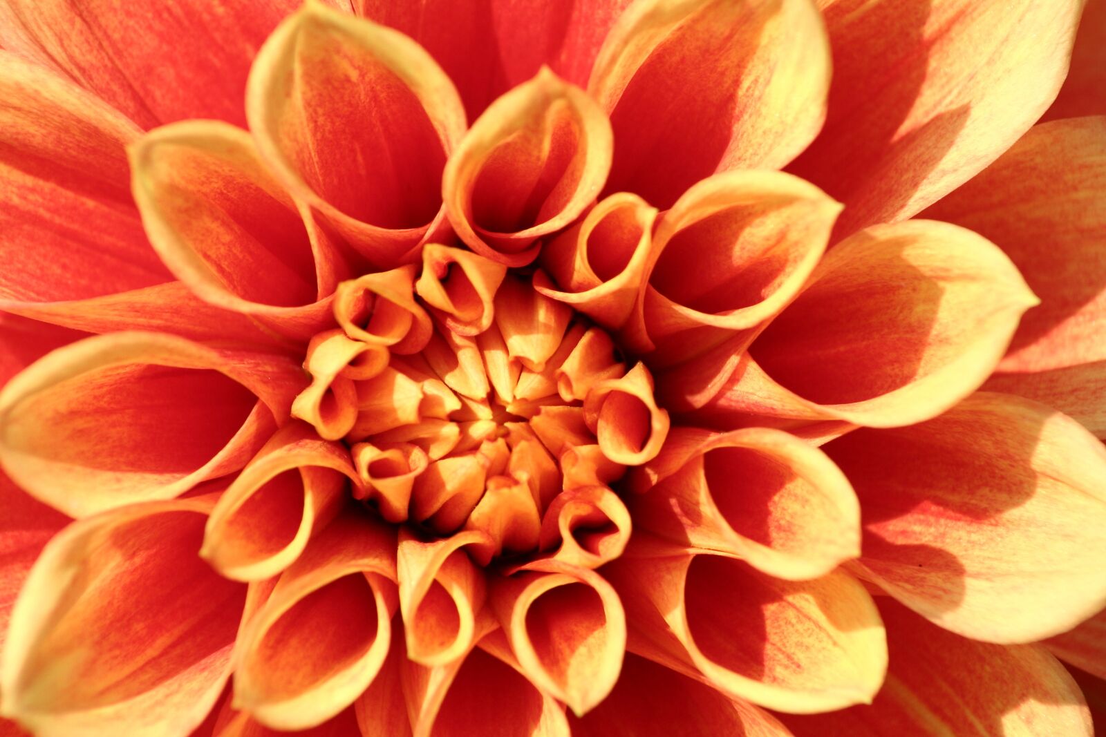 Canon EOS 350D (EOS Digital Rebel XT / EOS Kiss Digital N) sample photo. Orange, raghavendra, flowers photography