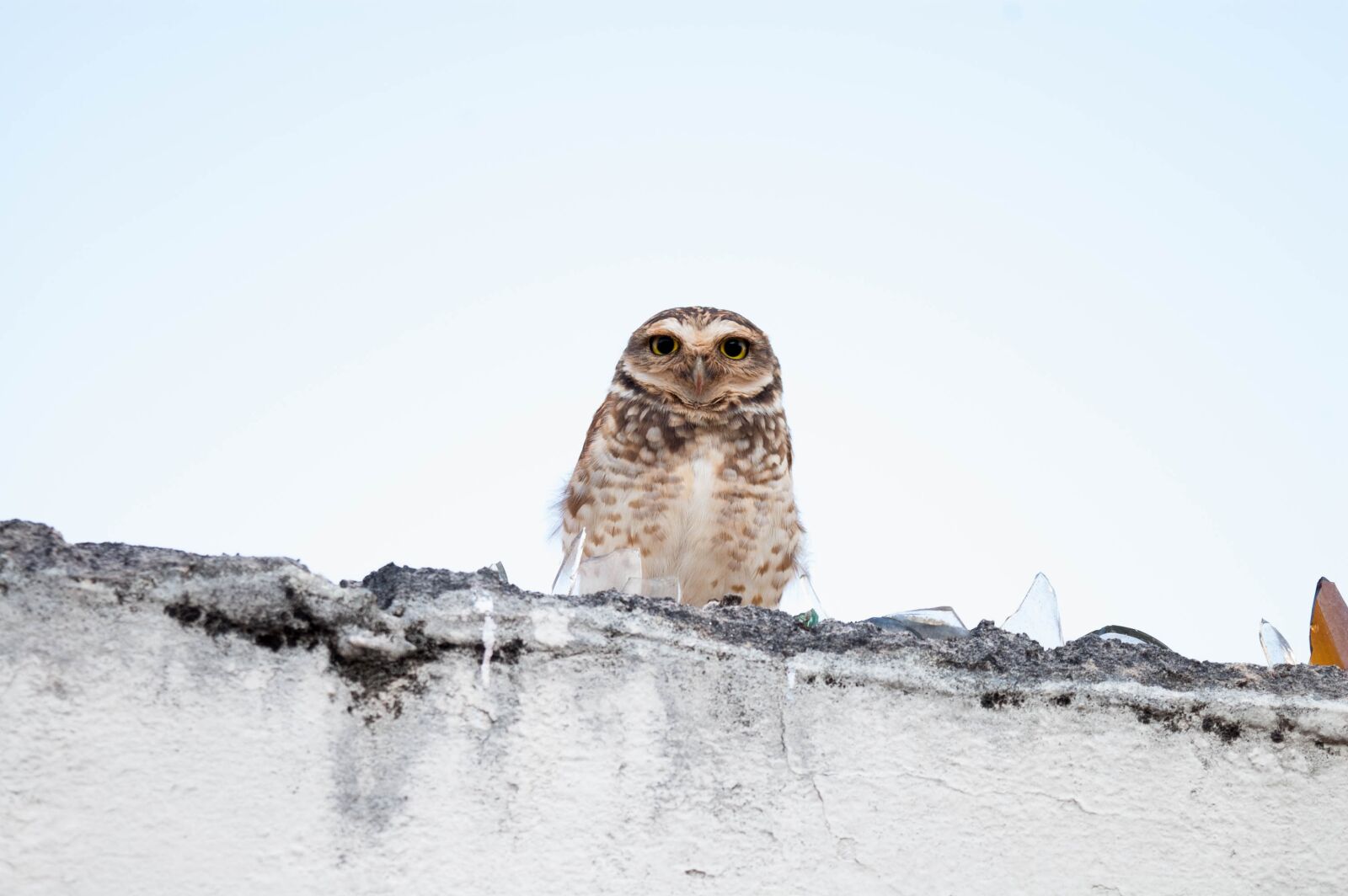 Nikon D40 sample photo. Owl, wall, bird photography
