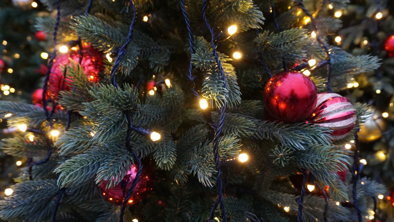Sony E 16-50mm F3.5-5.6 PZ OSS sample photo. Christmas, tree, christmas tree photography