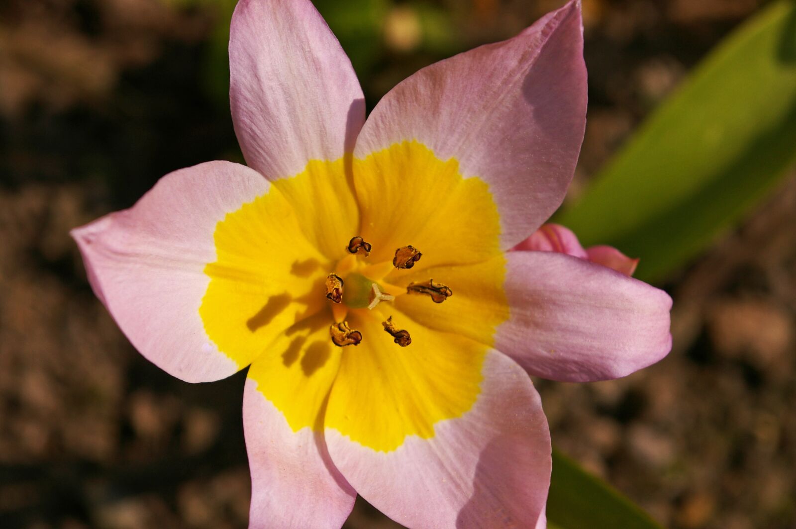 Pentax *ist DL2 sample photo. Tulips, yellow tumor, bicolor photography