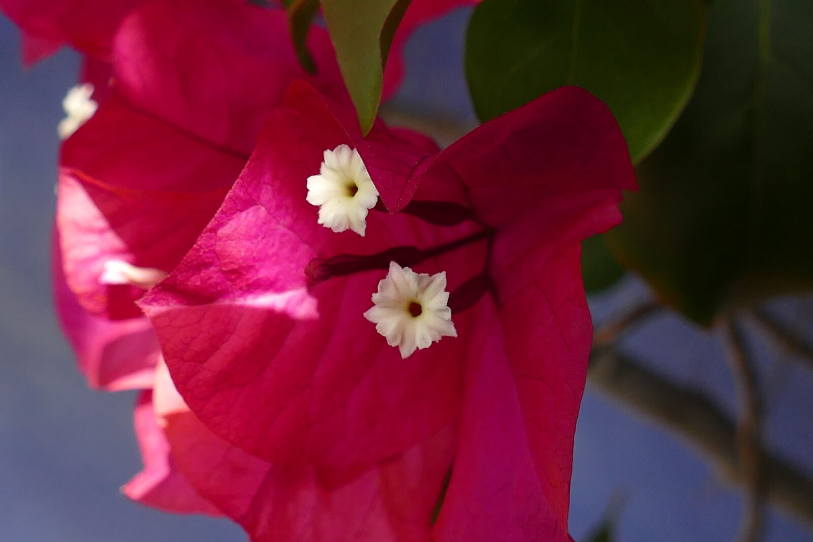 Panasonic Lumix DMC-FZ1000 sample photo. Bougainvillea, nyctaginaceae, flower photography