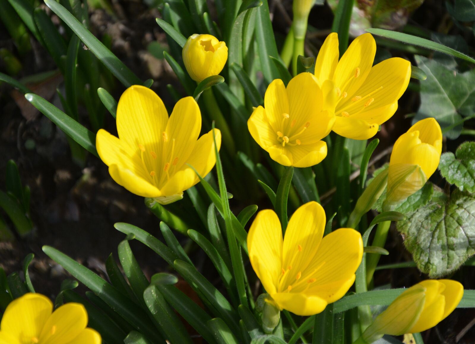 Nikon D5200 sample photo. Yellow flowers, green leaves photography