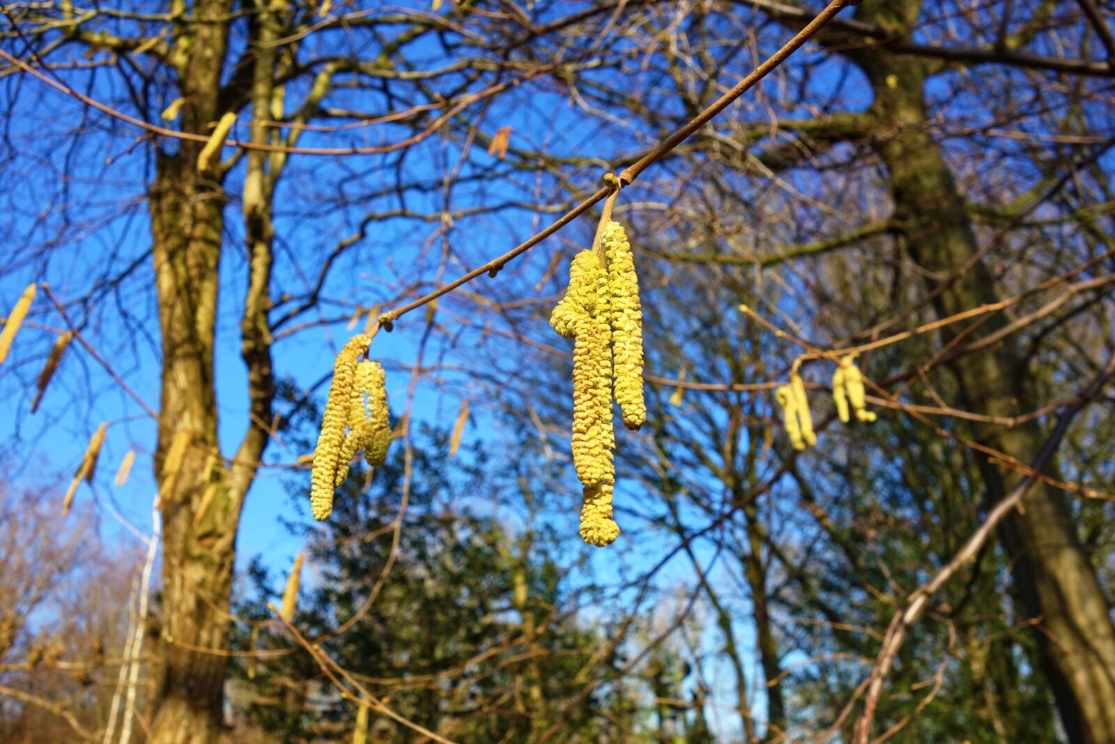 Sony Cyber-shot DSC-RX100 sample photo. Catkin, male catkin, flower photography