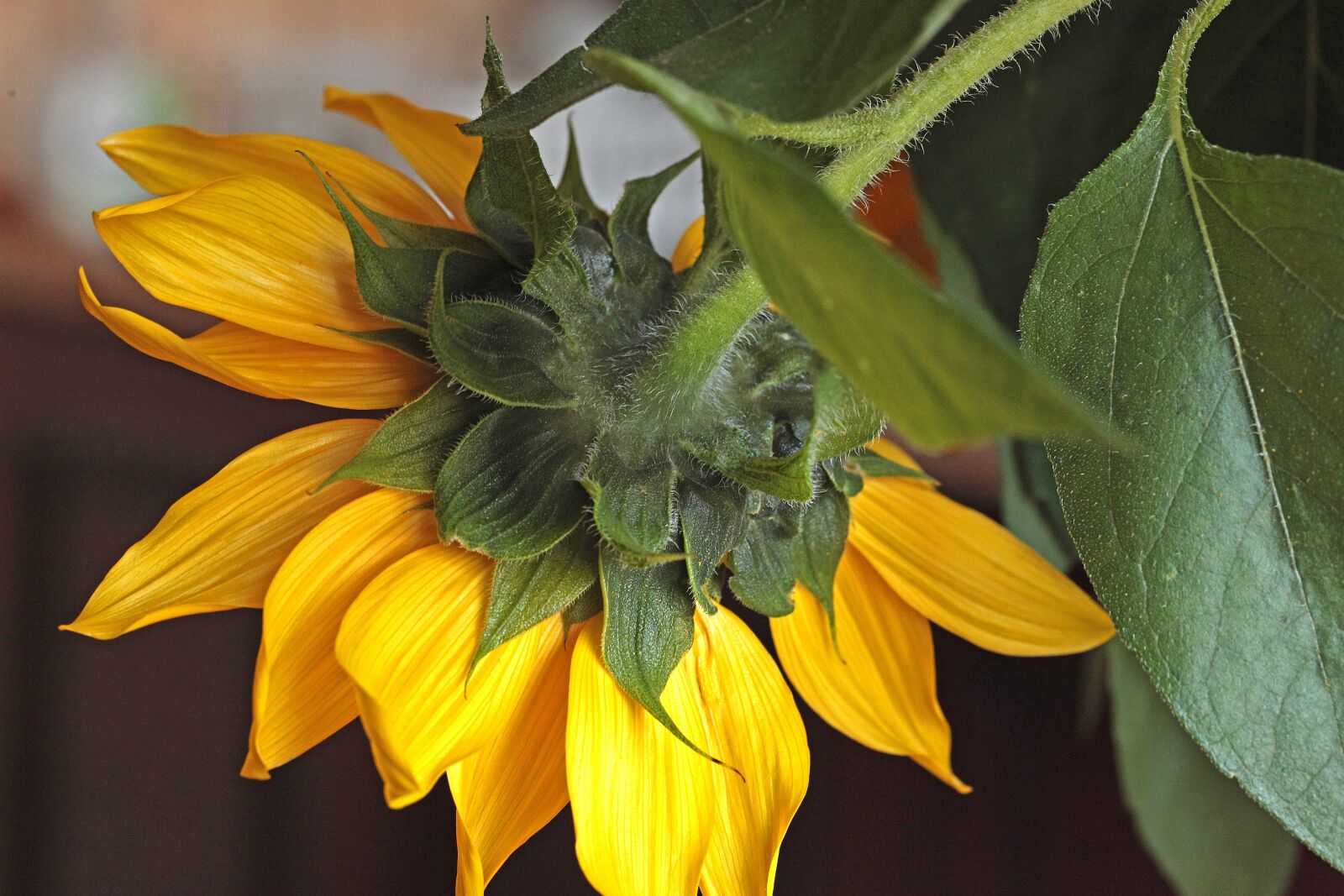 Canon EOS 5D Mark II sample photo. Sunflower, flower, flowering photography