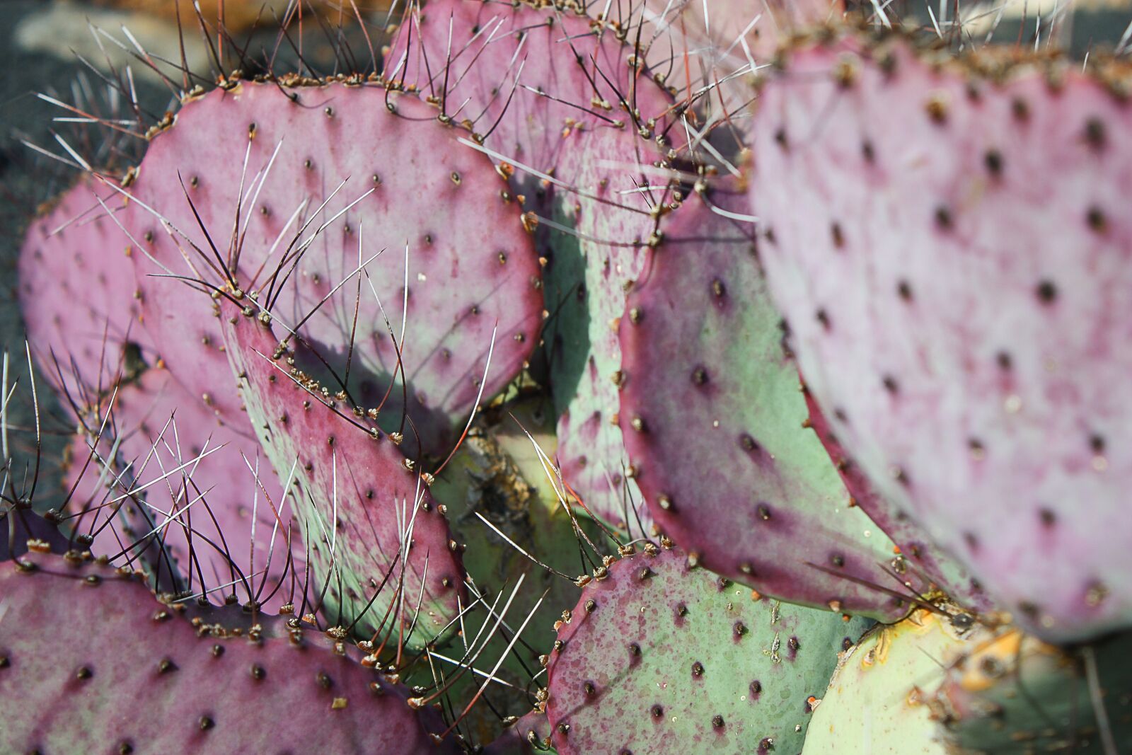 Canon EOS 450D (EOS Rebel XSi / EOS Kiss X2) sample photo. Cactus, cactus garden, spain photography