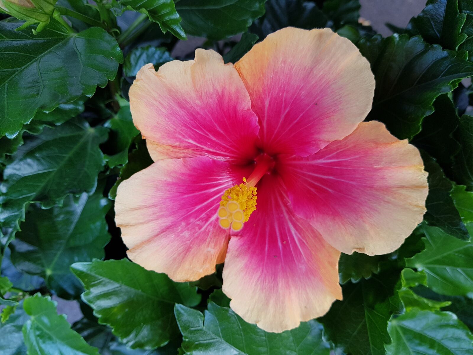 Samsung Galaxy S8 sample photo. Hibiscus, marshmallow, flower photography