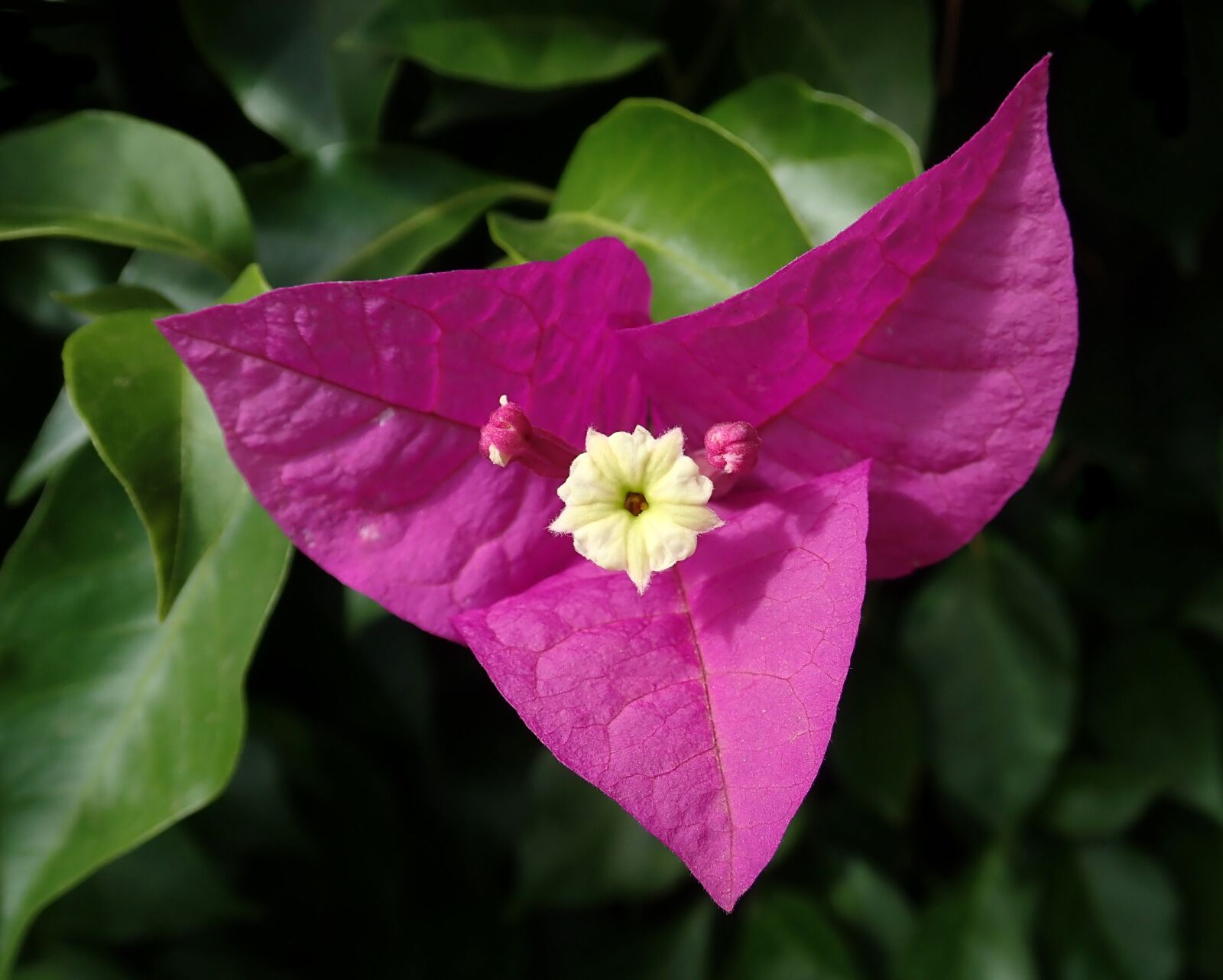 Olympus TG-5 sample photo. Flower, bougainvillea, climbing photography