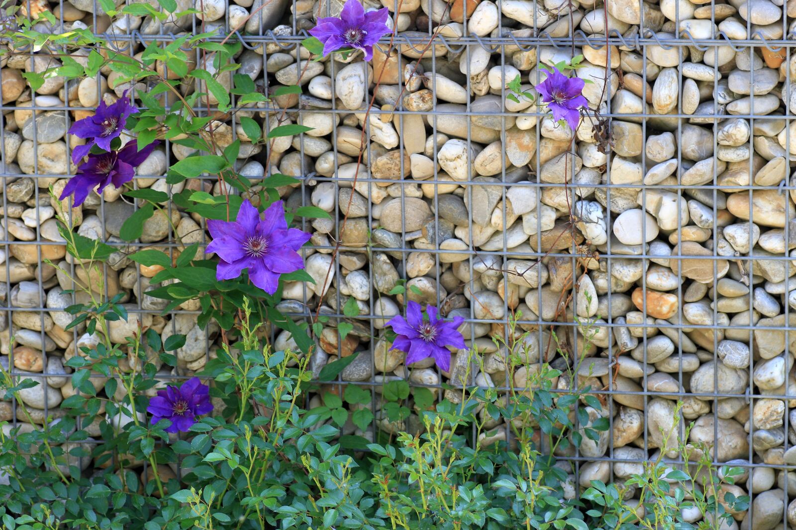Canon EOS 7D sample photo. Clematis, garden, climber plant photography