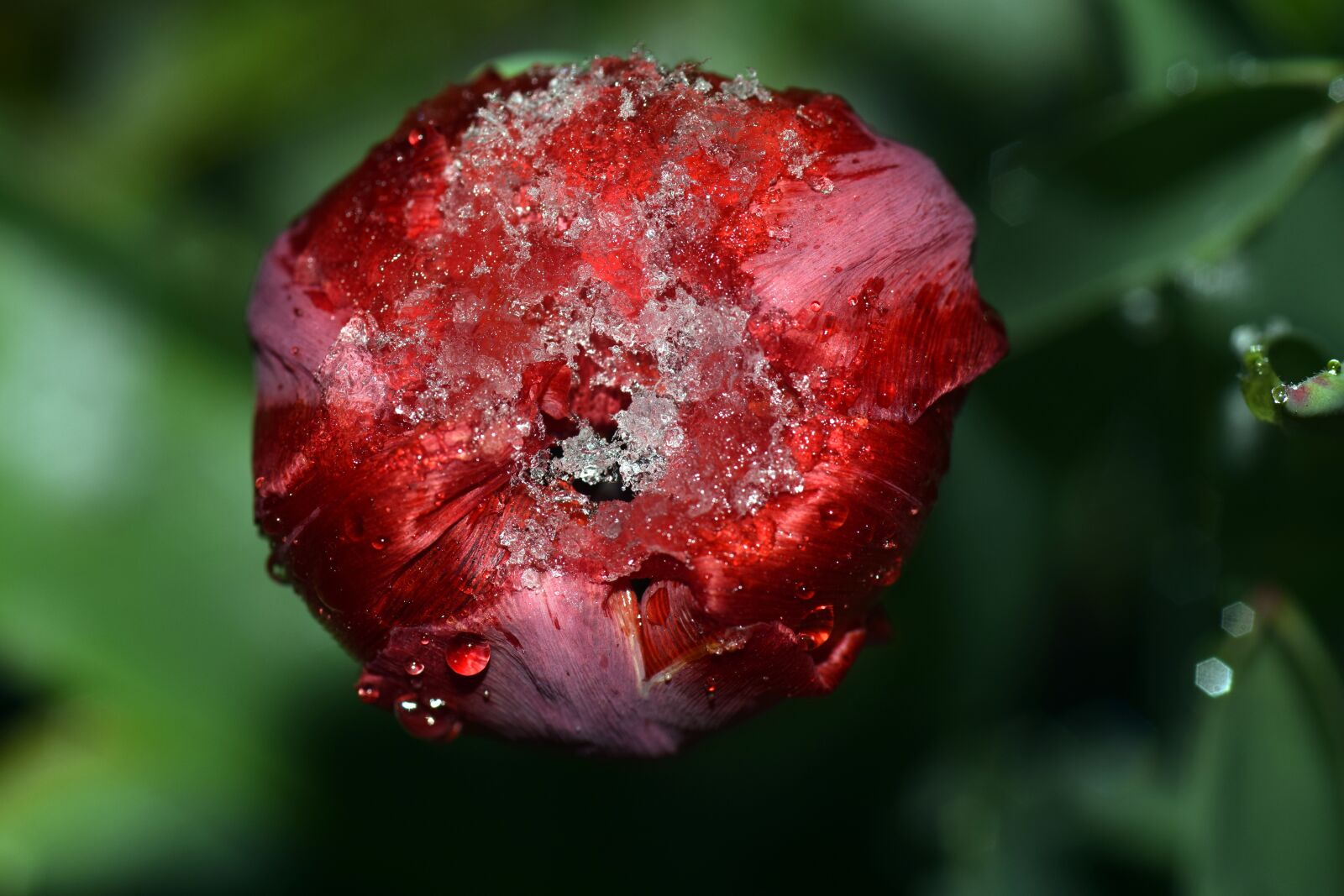 Nikon D3300 sample photo. Tulip, red, red tulip photography