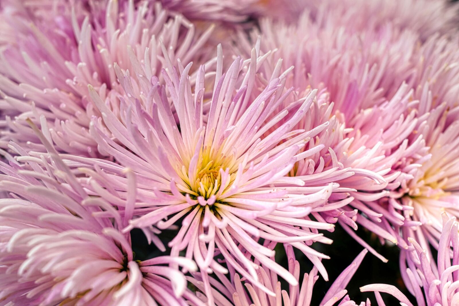 Panasonic Lumix DMC-GX8 sample photo. Flower, bloom, plant photography