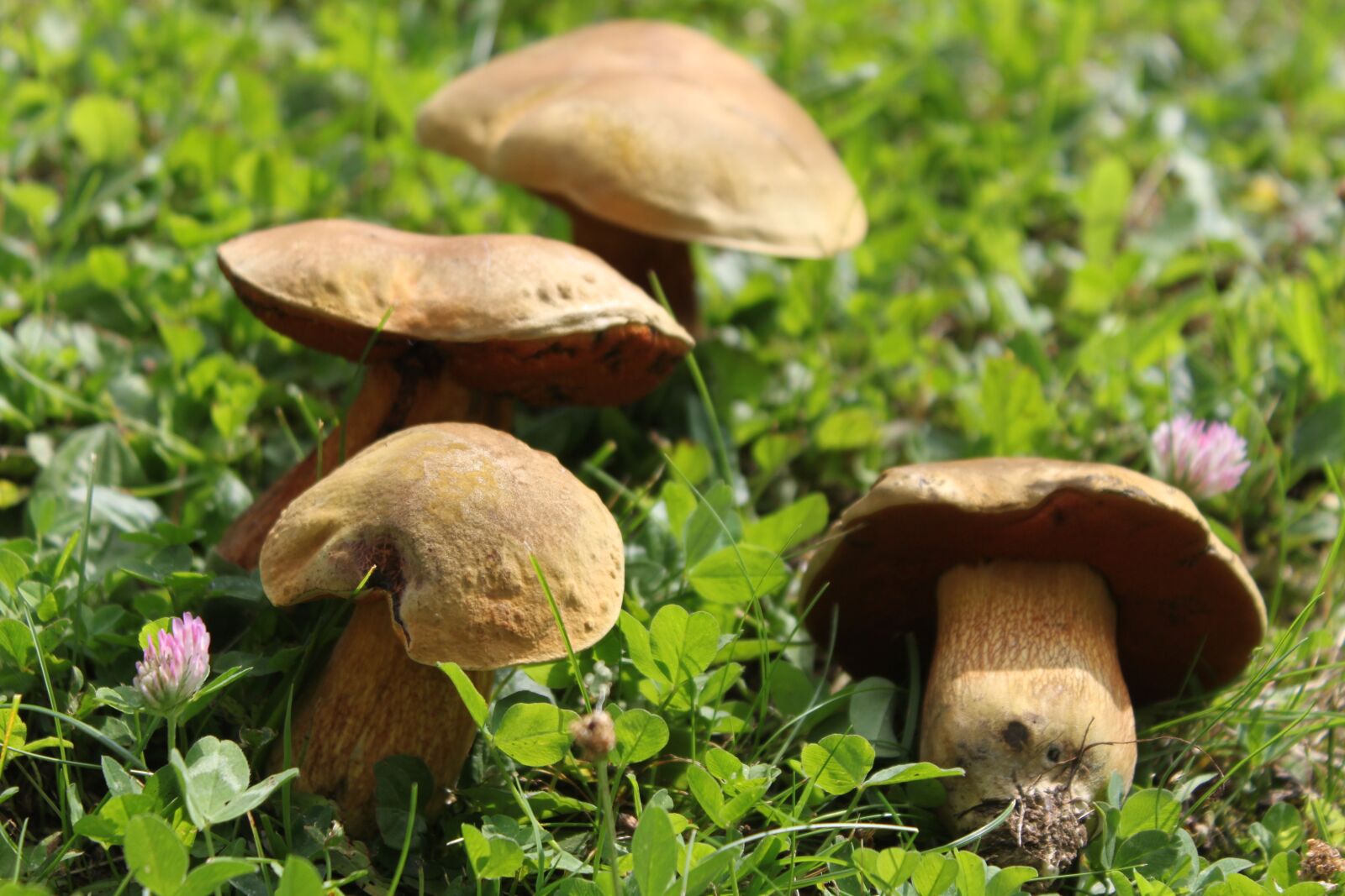 Canon EOS 500D (EOS Rebel T1i / EOS Kiss X3) sample photo. Nature, mushrooms, autumn photography