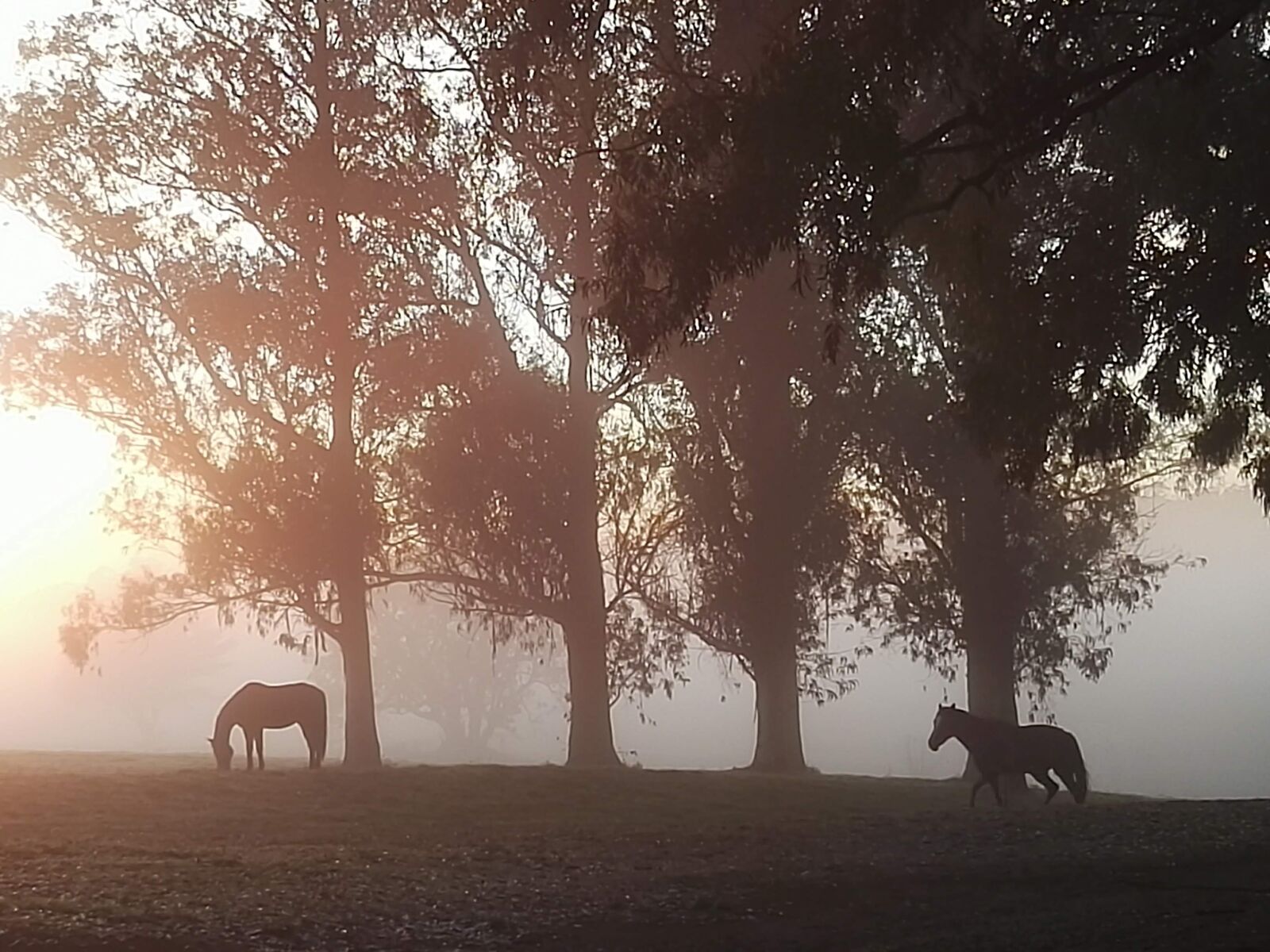 HUAWEI P8 sample photo. Horses, field, animals photography