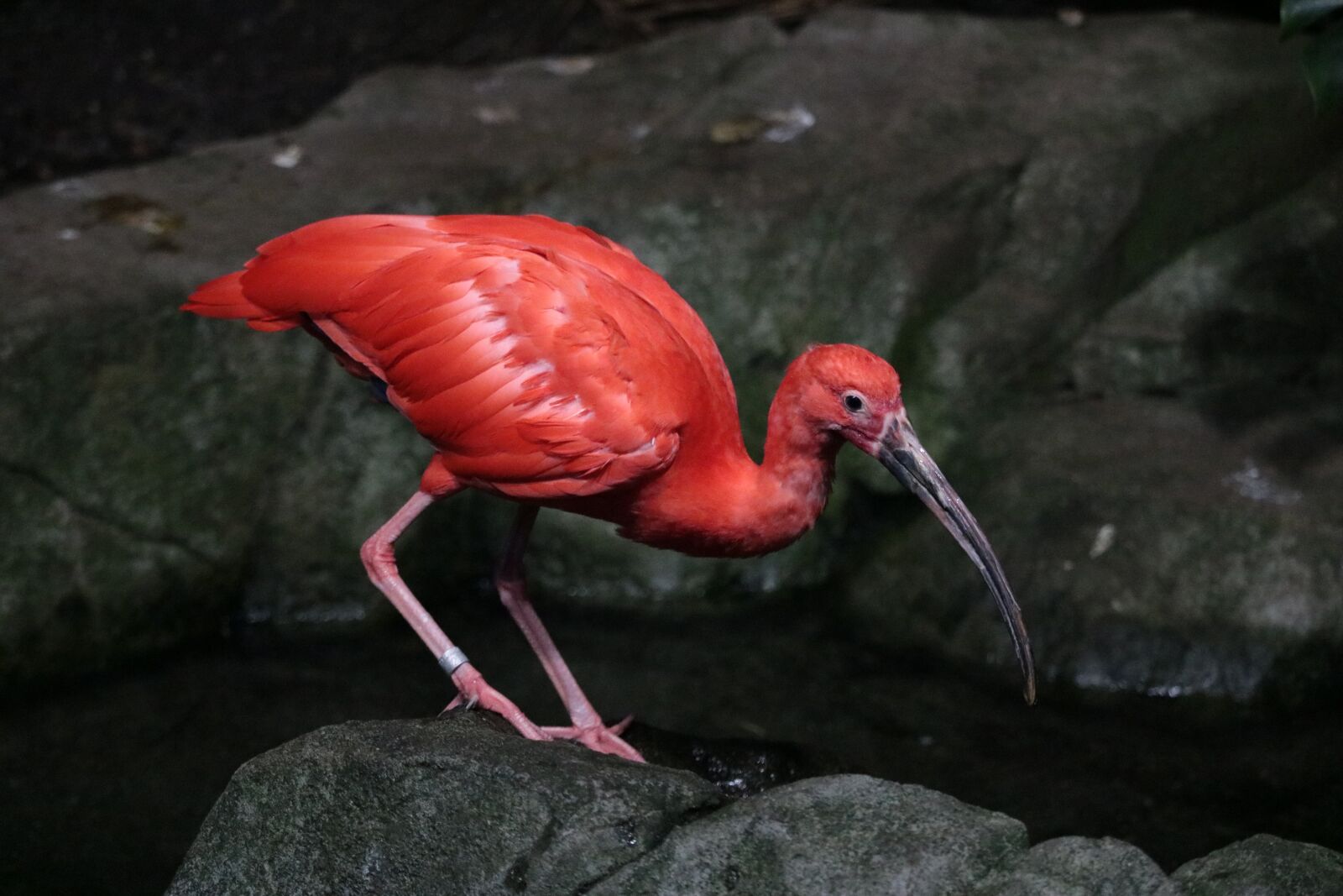 Canon EOS 750D (EOS Rebel T6i / EOS Kiss X8i) + Canon EF-S 55-250mm F4-5.6 IS STM sample photo. Scarlet ibis, bird, red photography