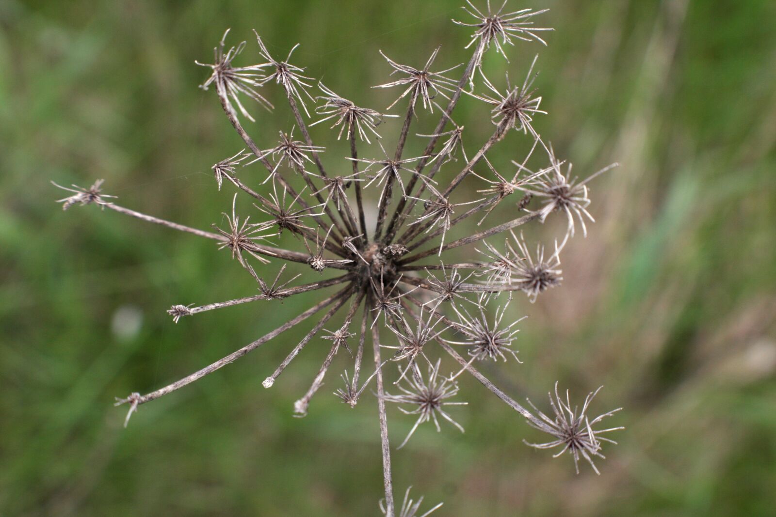 Canon EOS 40D sample photo. Flower, wildflower, wild photography