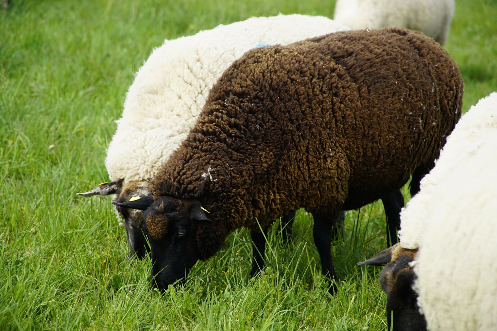 Sony a7R II + Sony E PZ 18-105mm F4 G OSS sample photo. Black, sheep, animal photography