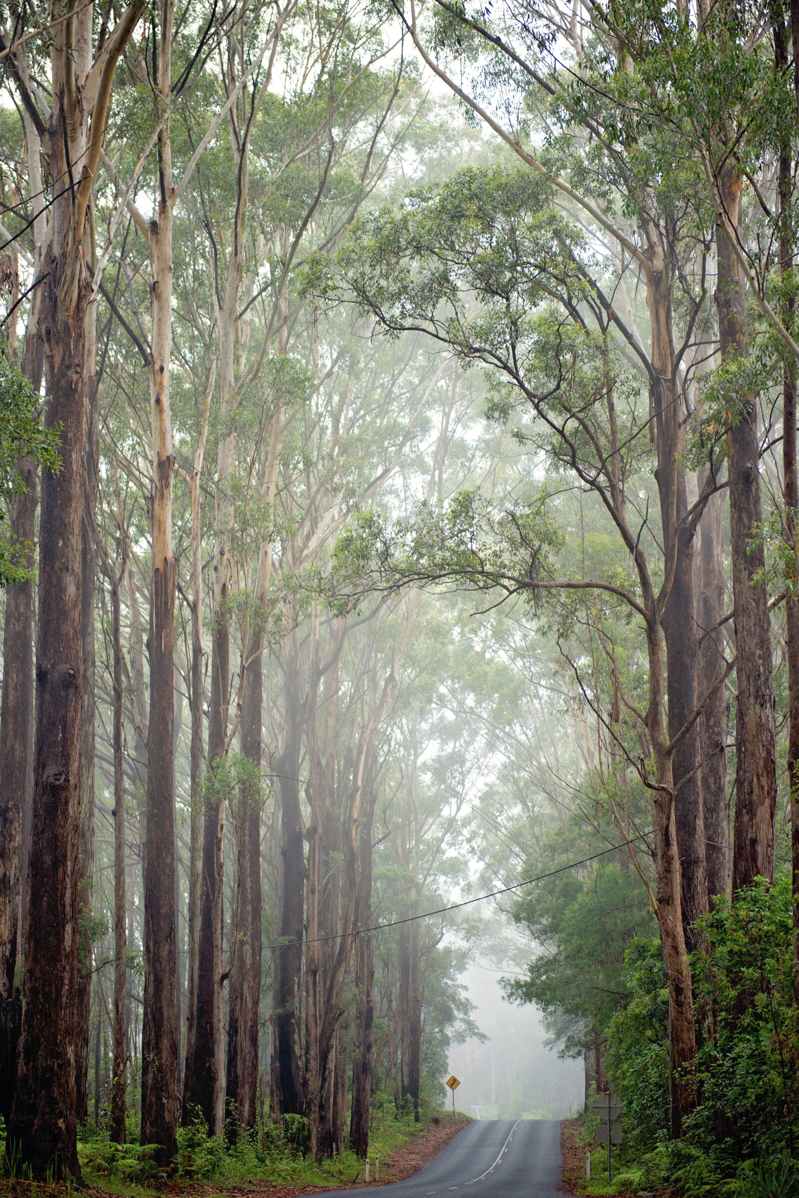 Nikon D800 sample photo. Australia, road, mist photography