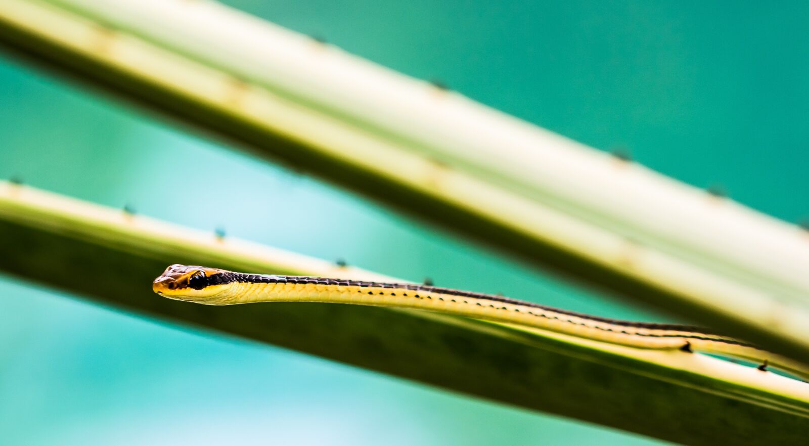 Nikon D5200 sample photo. Snake, reptile, animal photography
