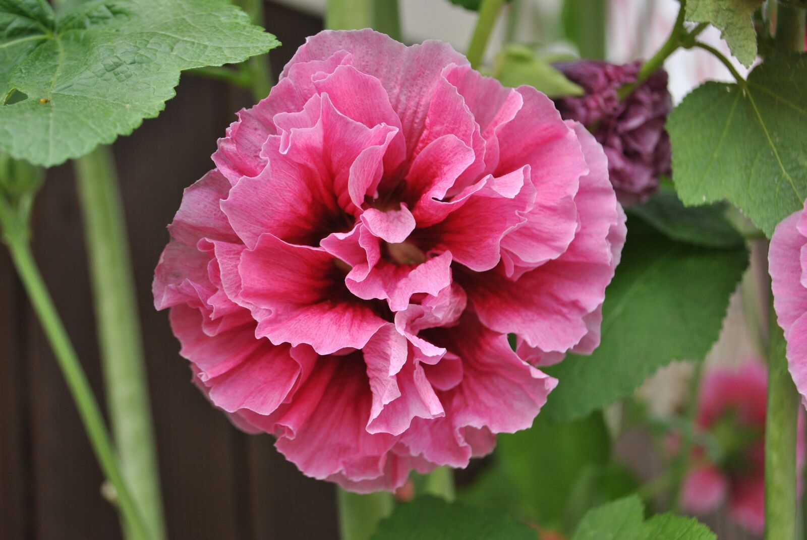 Nikon D3000 sample photo. Rose of sharon, garden photography