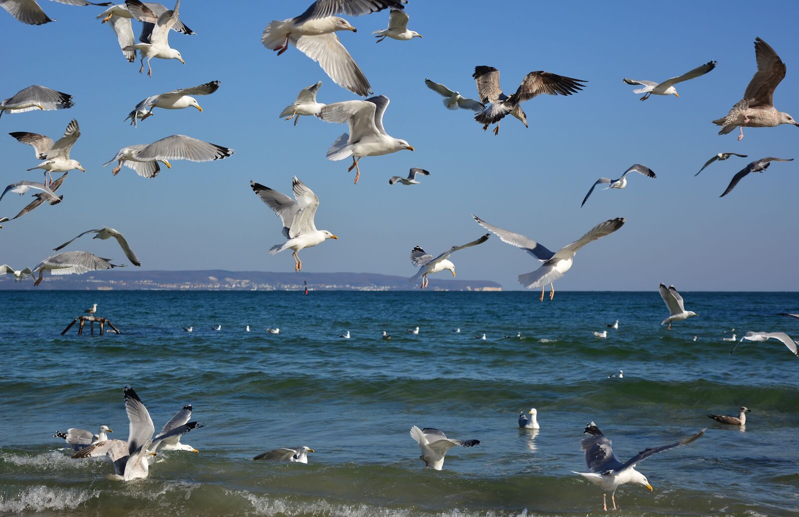 Nikon D5200 sample photo. Gulls, swarm, baltic sea photography