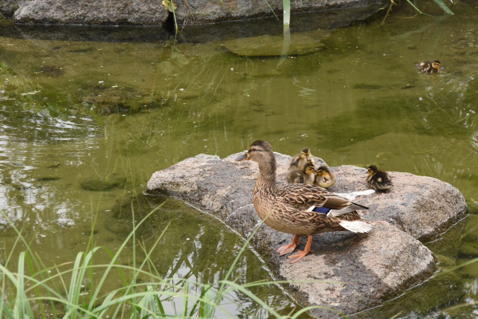 Nikon D7200 sample photo. Duck, family, nature photography