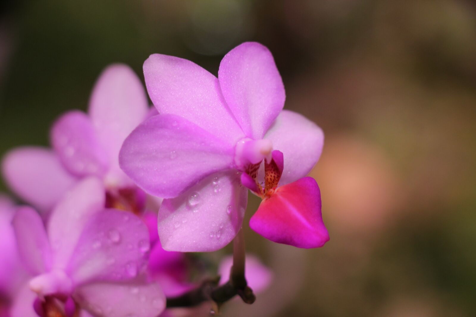 Canon EOS 550D (EOS Rebel T2i / EOS Kiss X4) sample photo. Orchid, flower, bloom photography