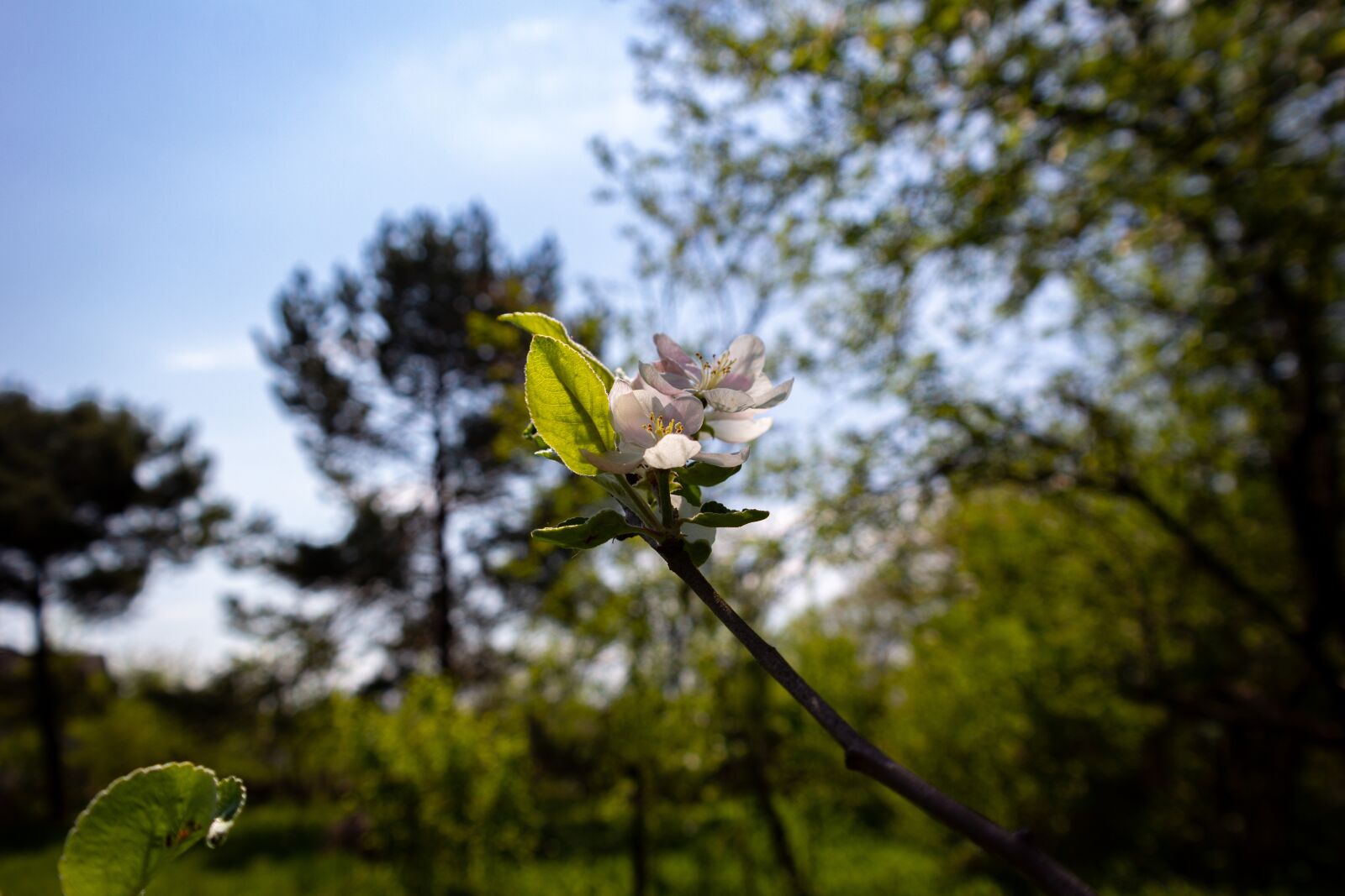 Samsung NX300 + Samsung NX 18-55mm F3.5-5.6 OIS sample photo. Flower, fruit tree, apple photography