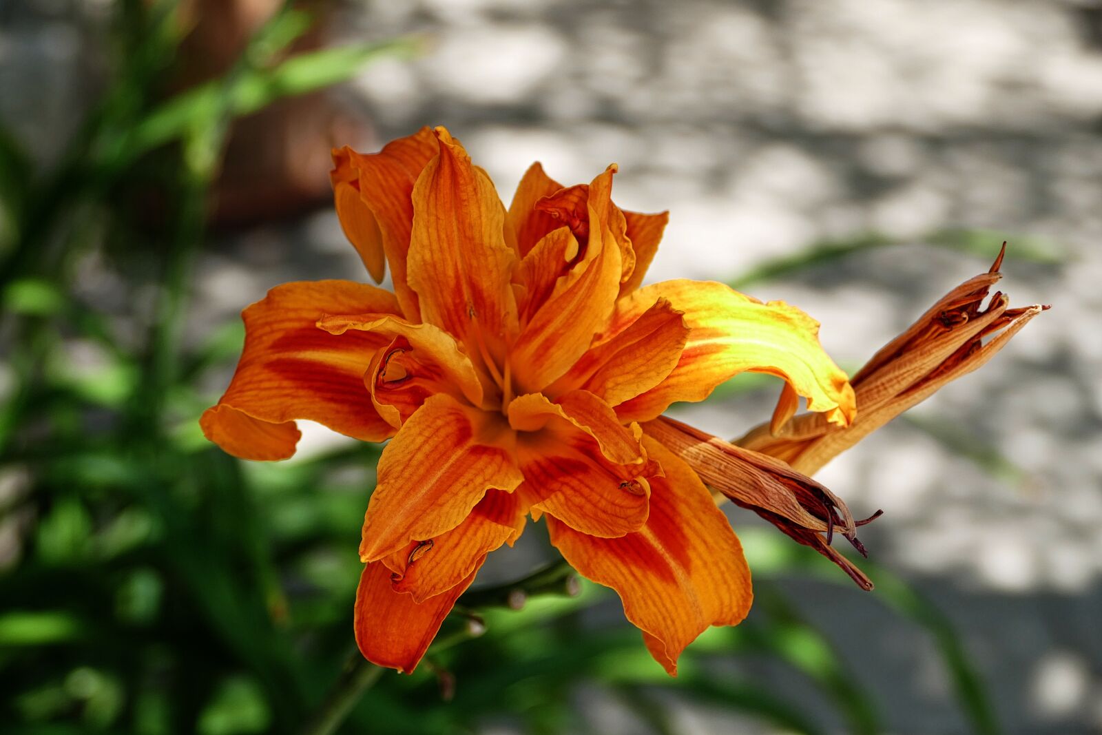 Panasonic Lumix DMC-FZ1000 sample photo. Beauty, color, flower photography