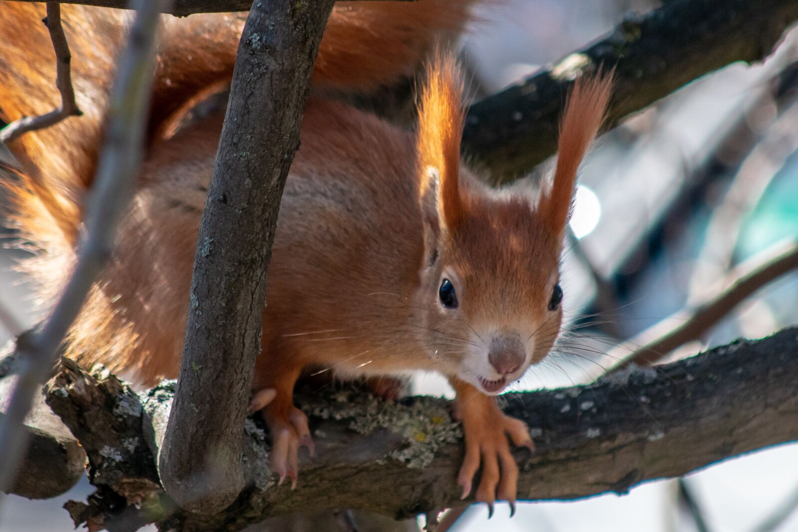 Nikon D3400 sample photo. Squirrel, animals, surprised photography