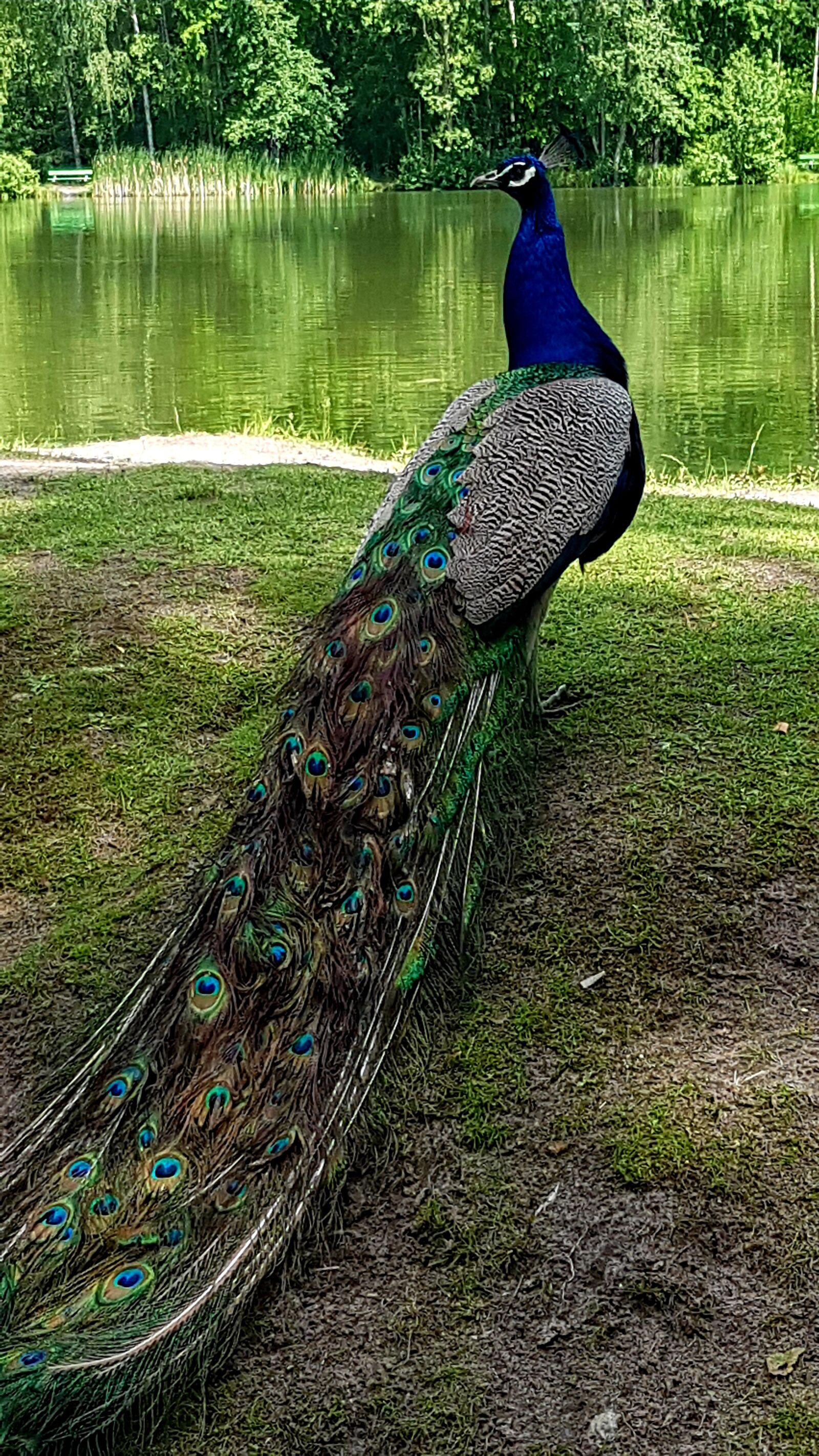 Samsung Galaxy S7 sample photo. Peacock, bird, colorful photography