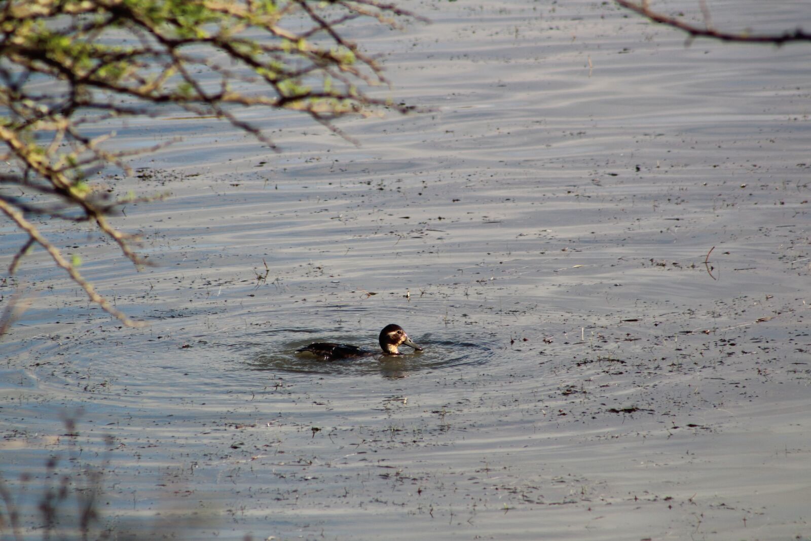 Canon EOS 1300D (EOS Rebel T6 / EOS Kiss X80) + EF75-300mm f/4-5.6 sample photo. Duck, submerged duck, diving photography