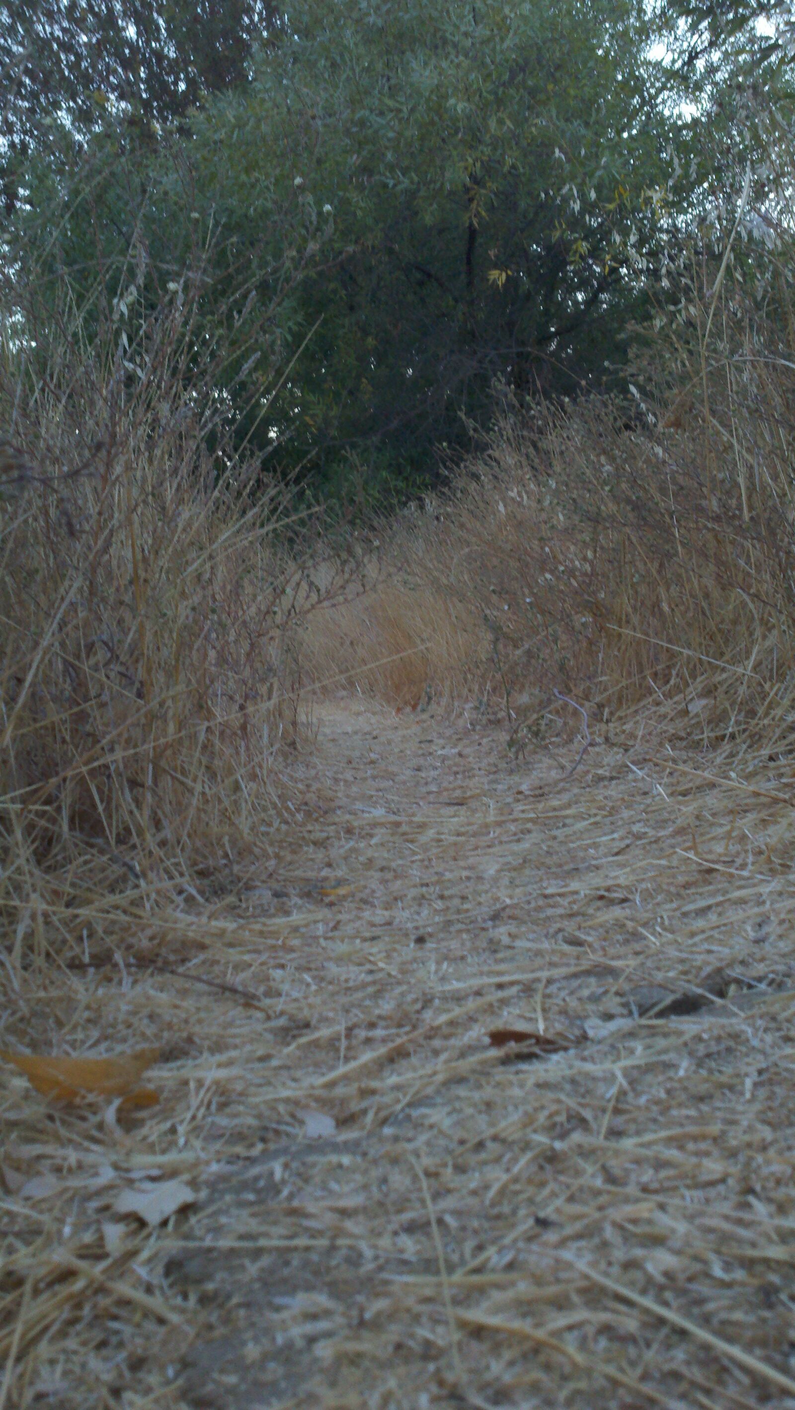 Motorola Droid X sample photo. Field, path, trail, weeds photography